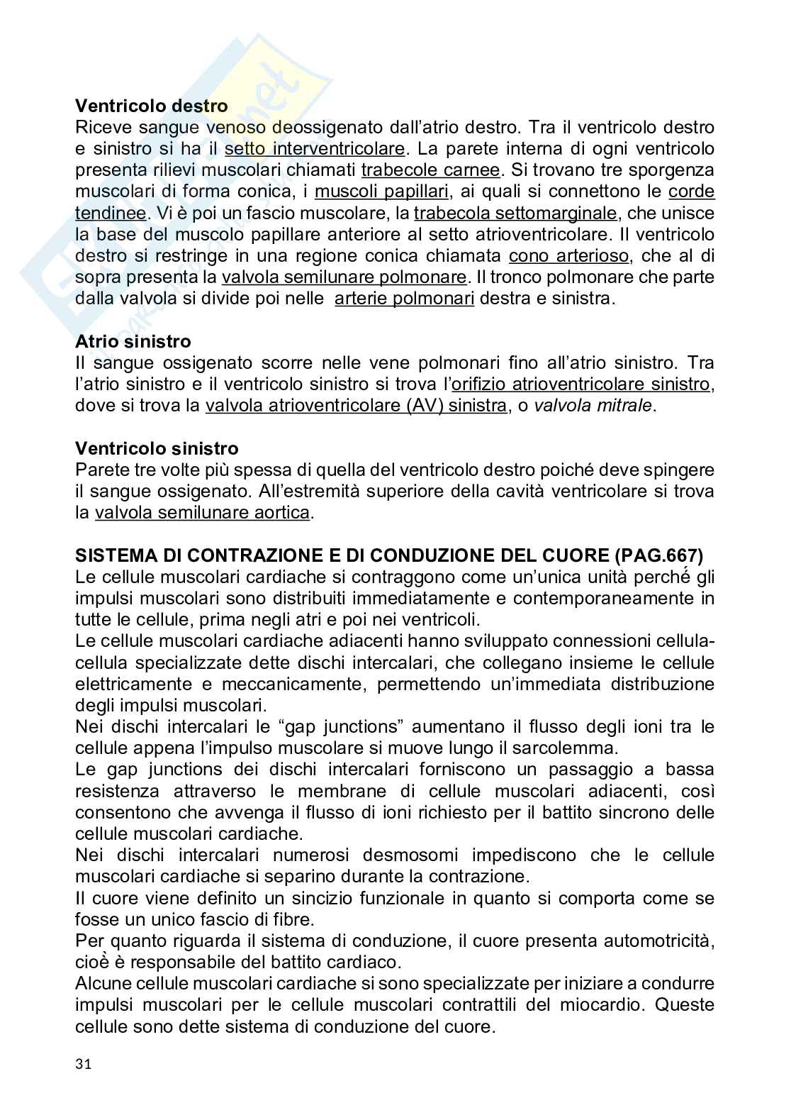 Anatomia umana Pag. 31