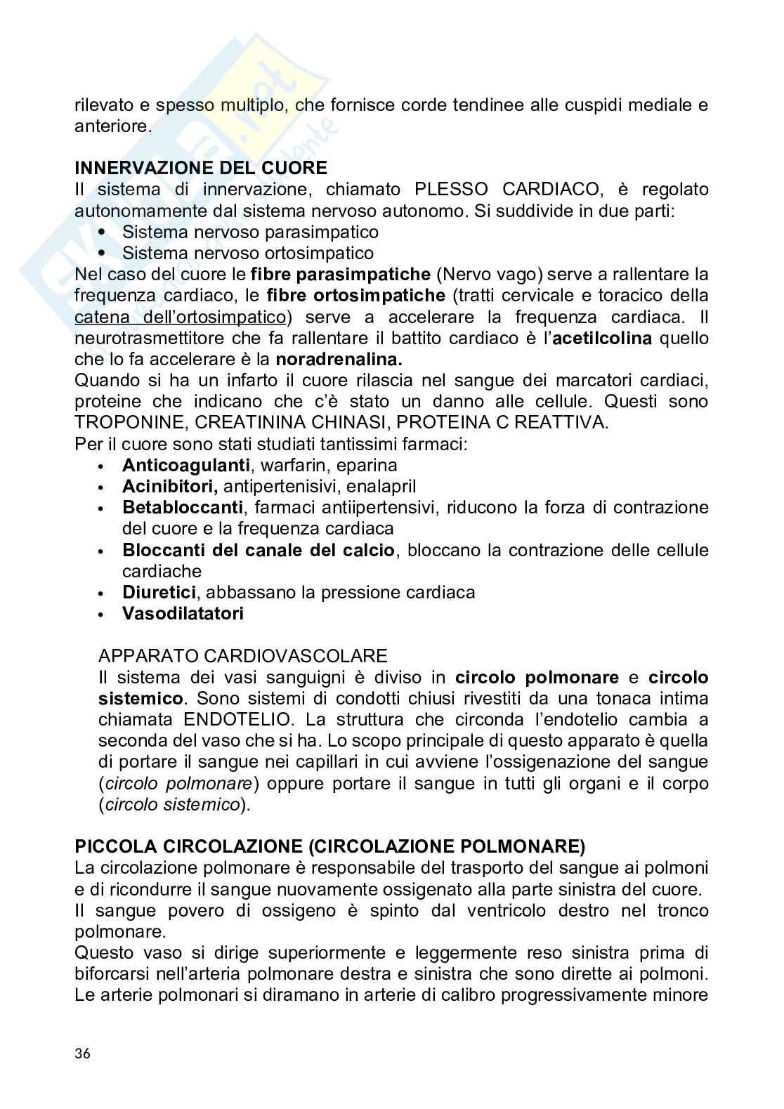 Anatomia umana Pag. 36