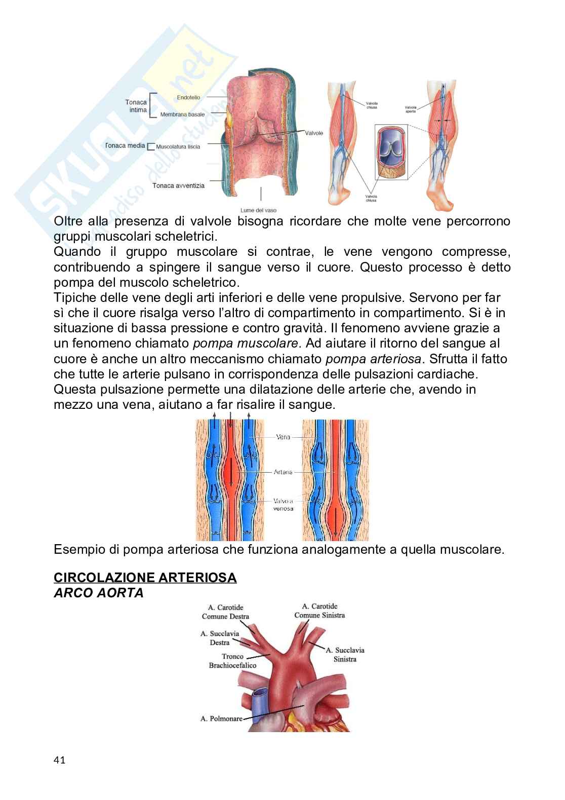 Anatomia umana Pag. 41