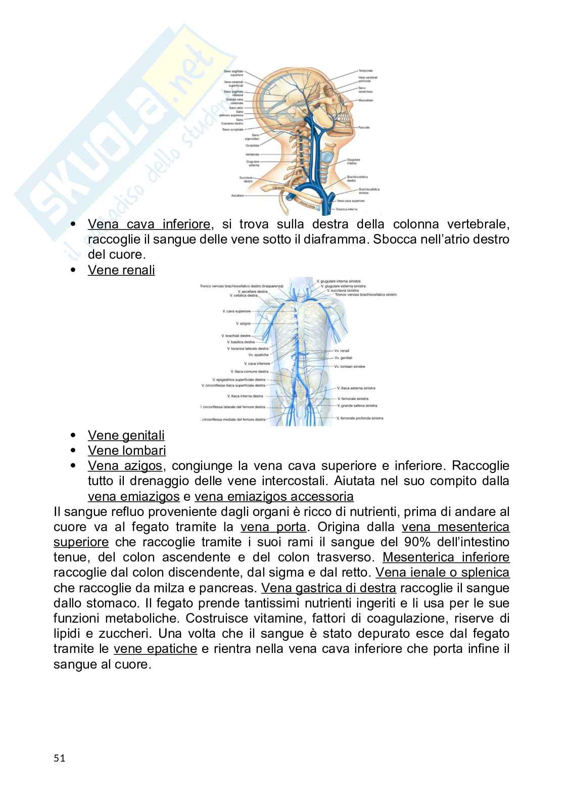 Anatomia umana Pag. 51