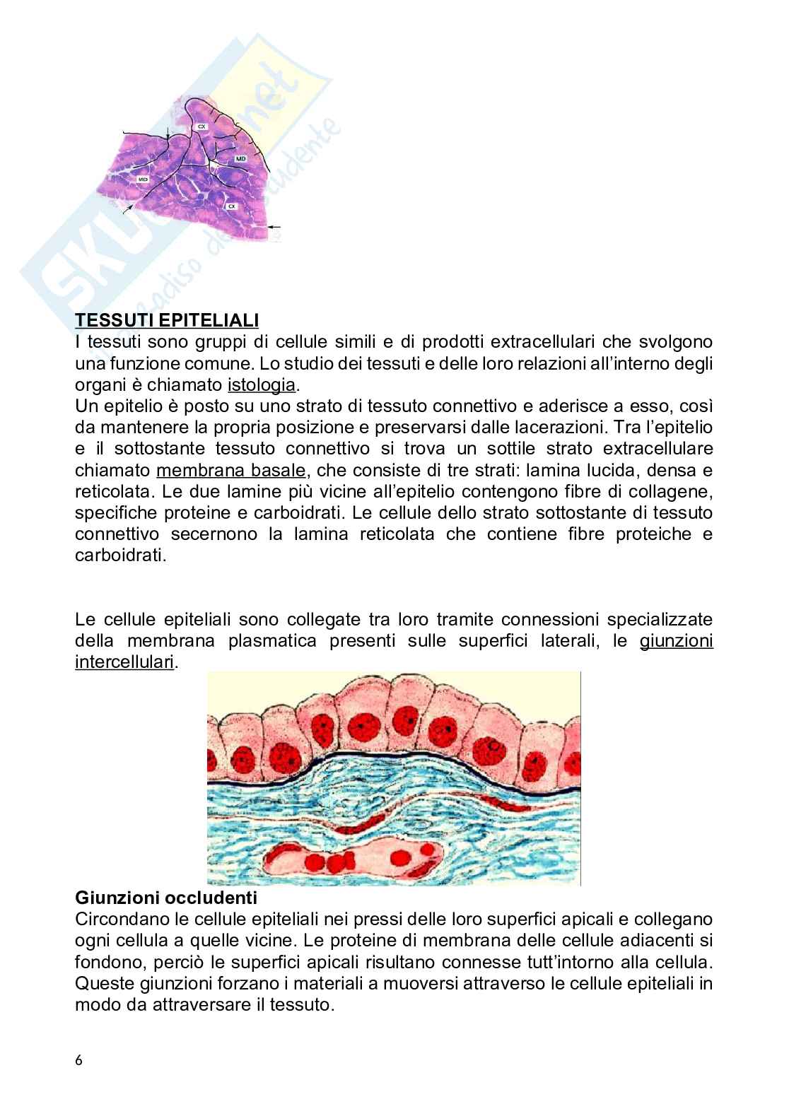 Anatomia umana Pag. 6