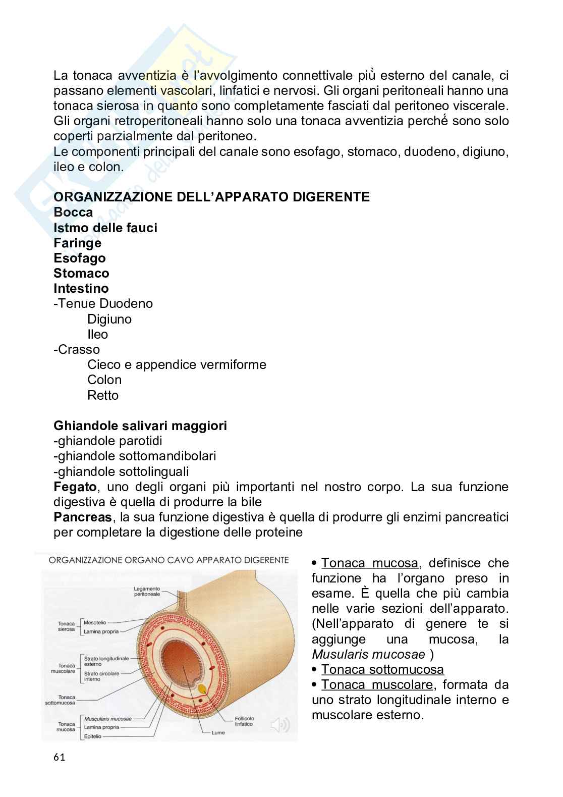 Anatomia umana Pag. 61