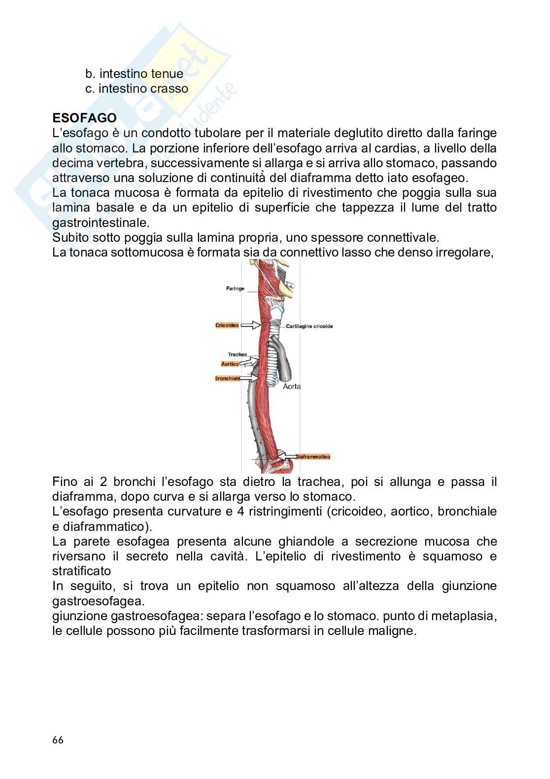 Anatomia umana Pag. 66