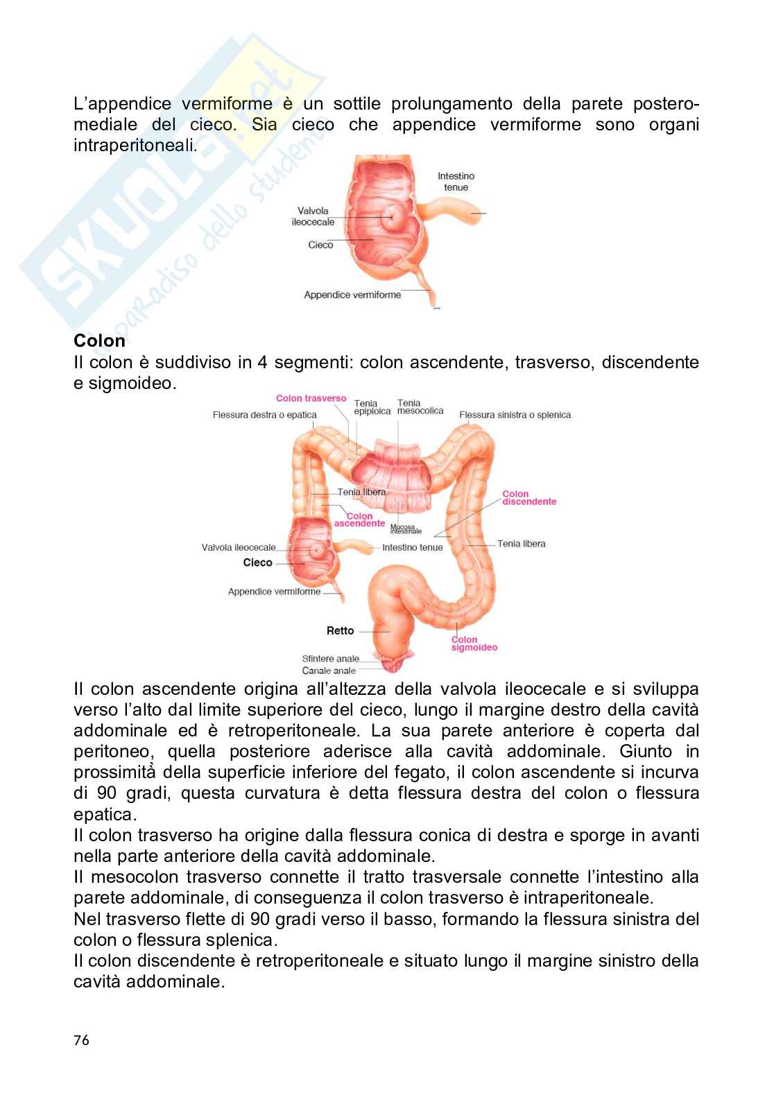 Anatomia umana Pag. 76
