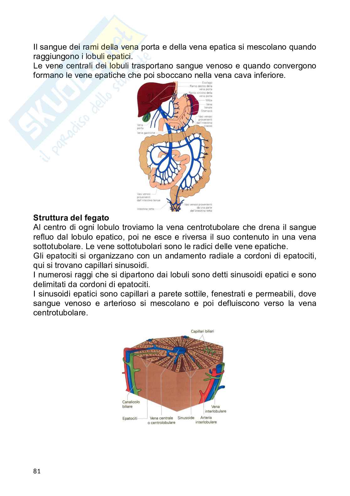 Anatomia umana Pag. 81