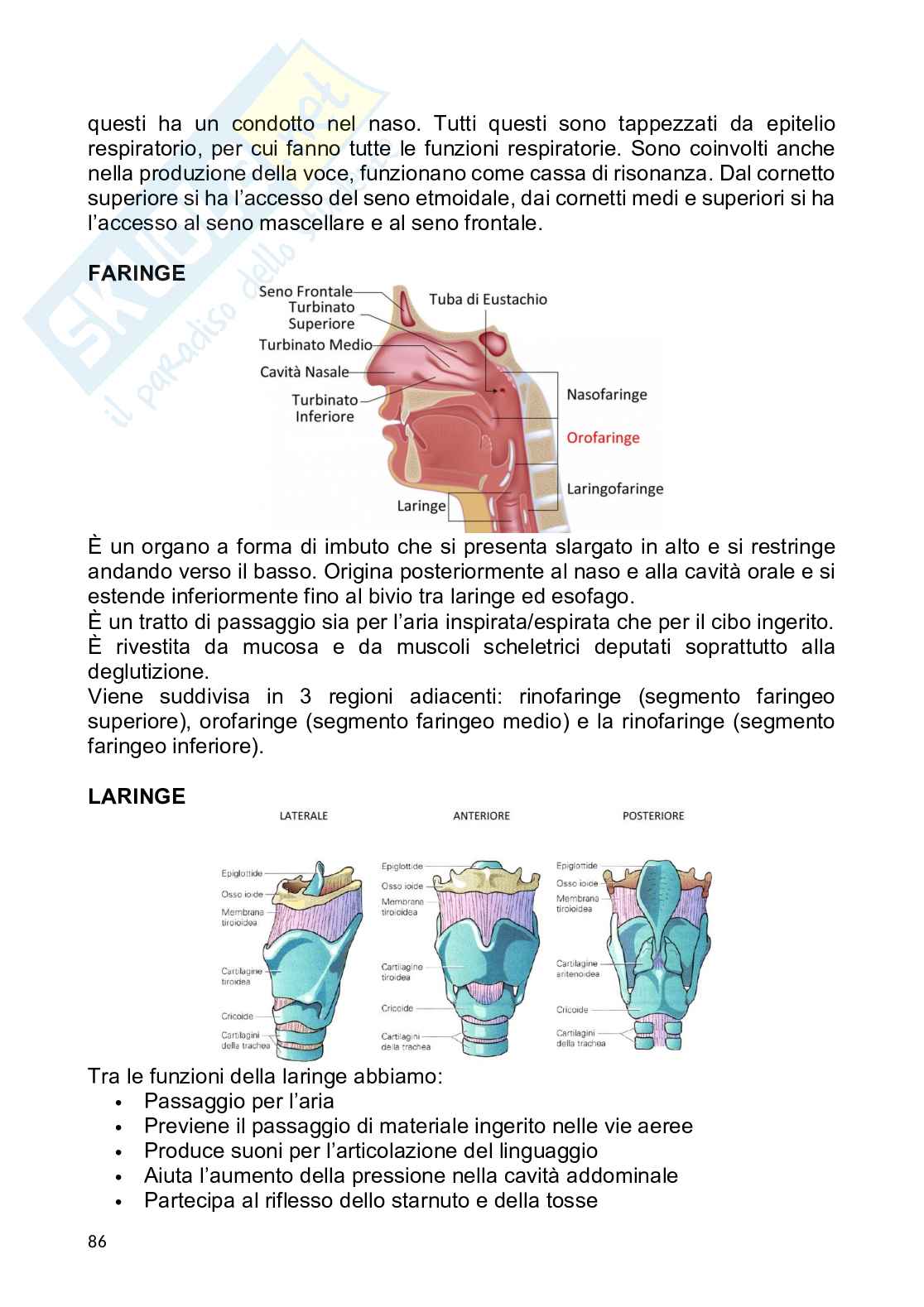 Anatomia umana Pag. 86