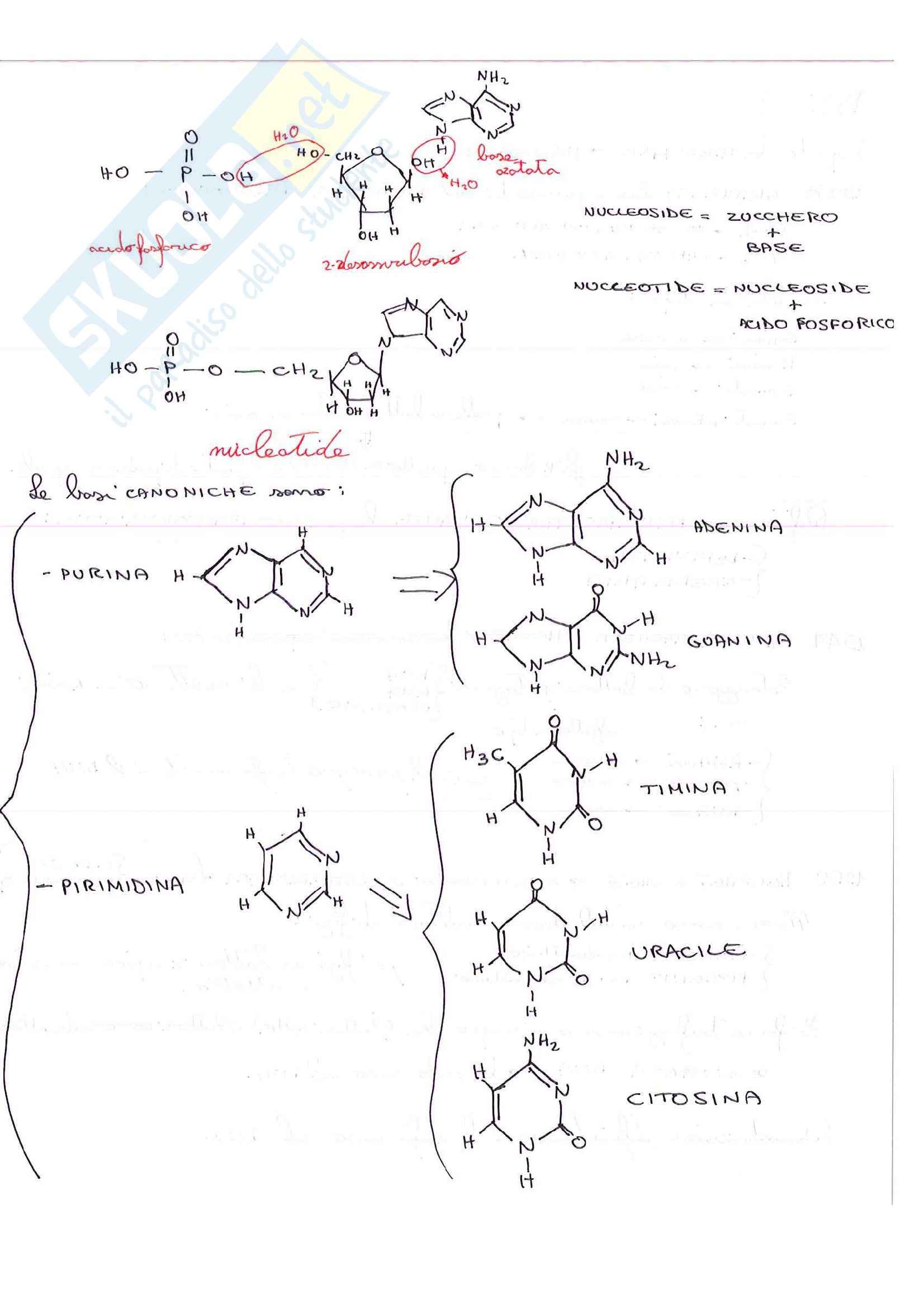Lezioni, Biologia molecolare Pag. 16