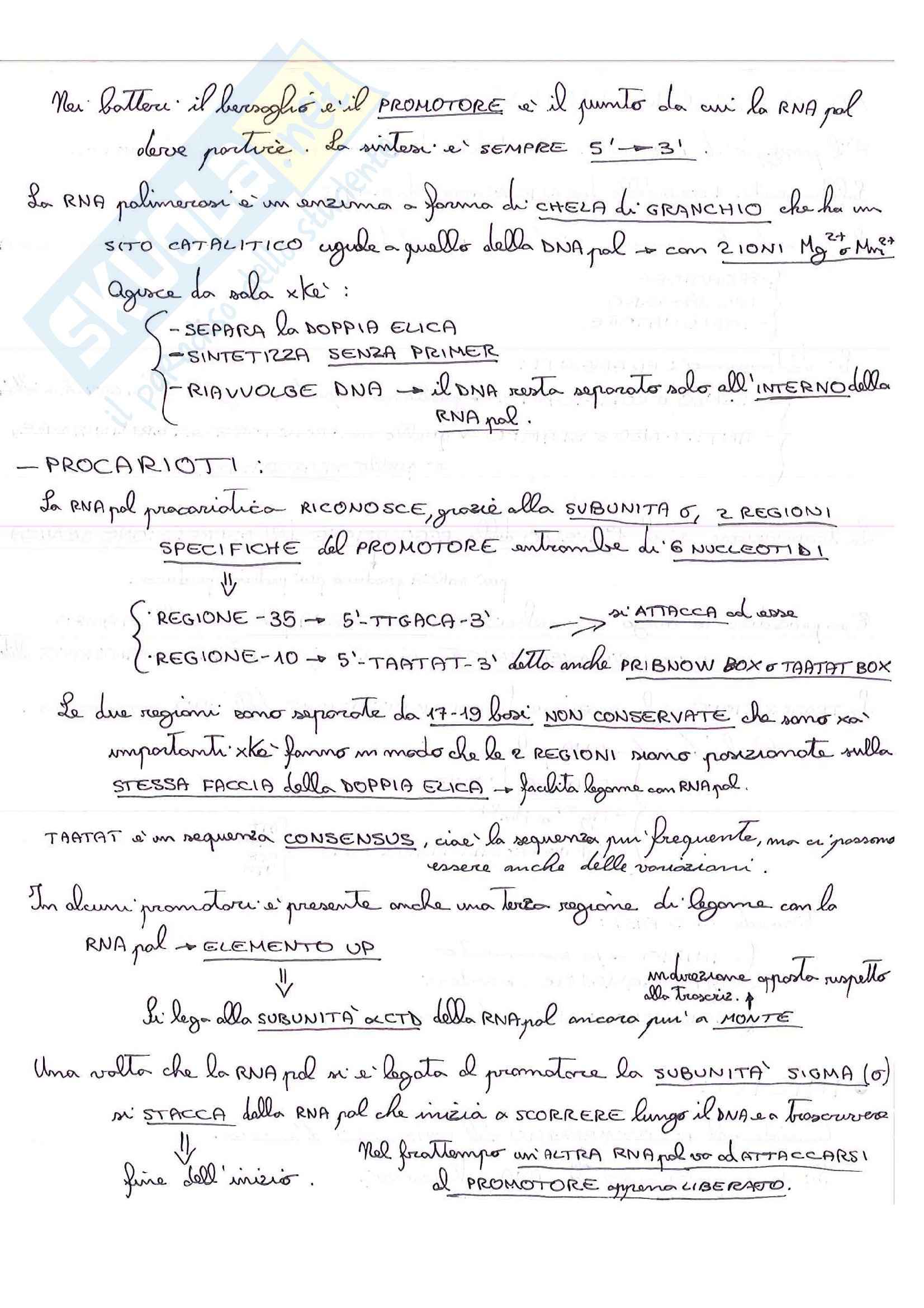 Lezioni, Biologia molecolare Pag. 56