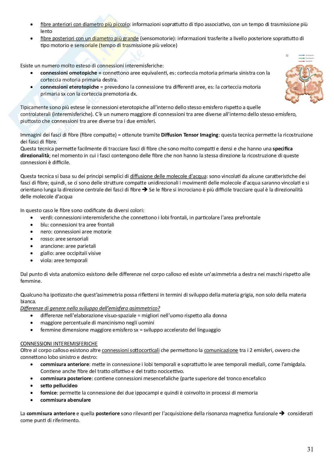 Fondamenti di neuroscienze cognitive e comportamentali - preparazione esame Pag. 31