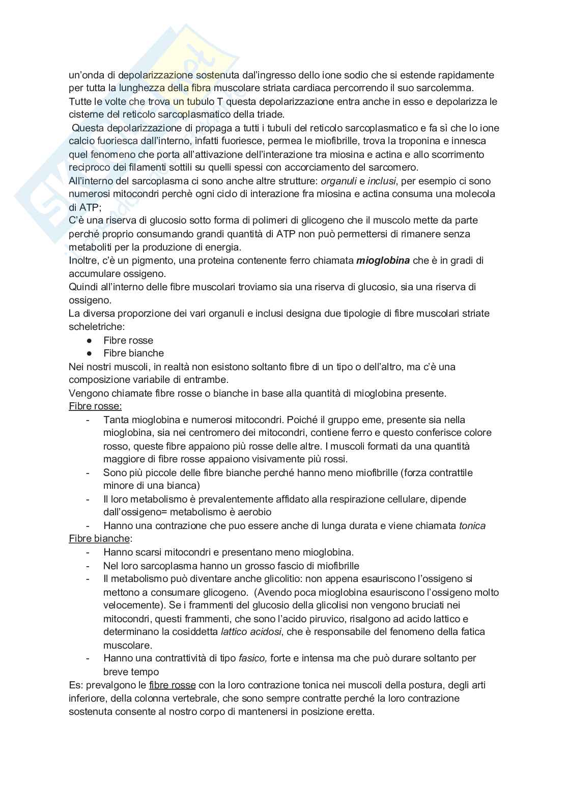 Istologia Pag. 26