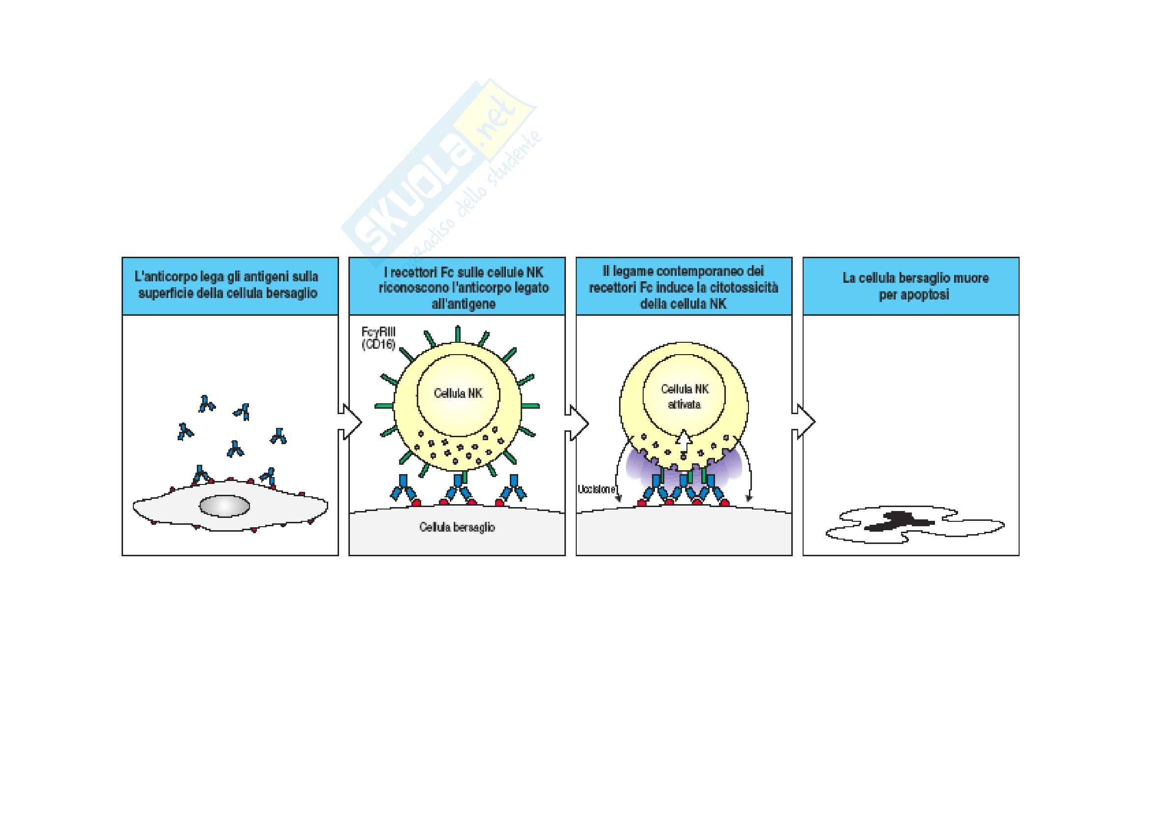 Immunologia - funzioni delle Ig Pag. 26
