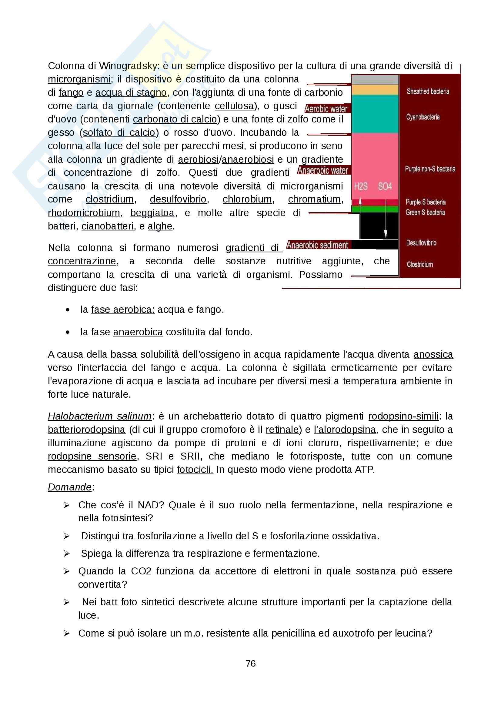 Microbiologia generale - Appunti Pag. 76