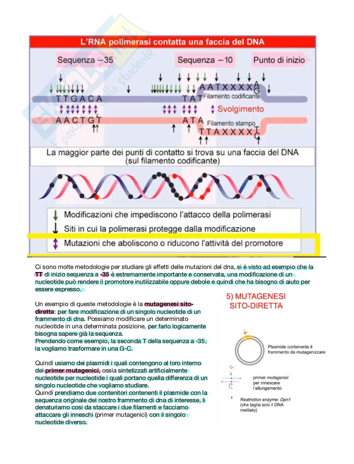 Lezione di Biologia molecolare Pag. 6
