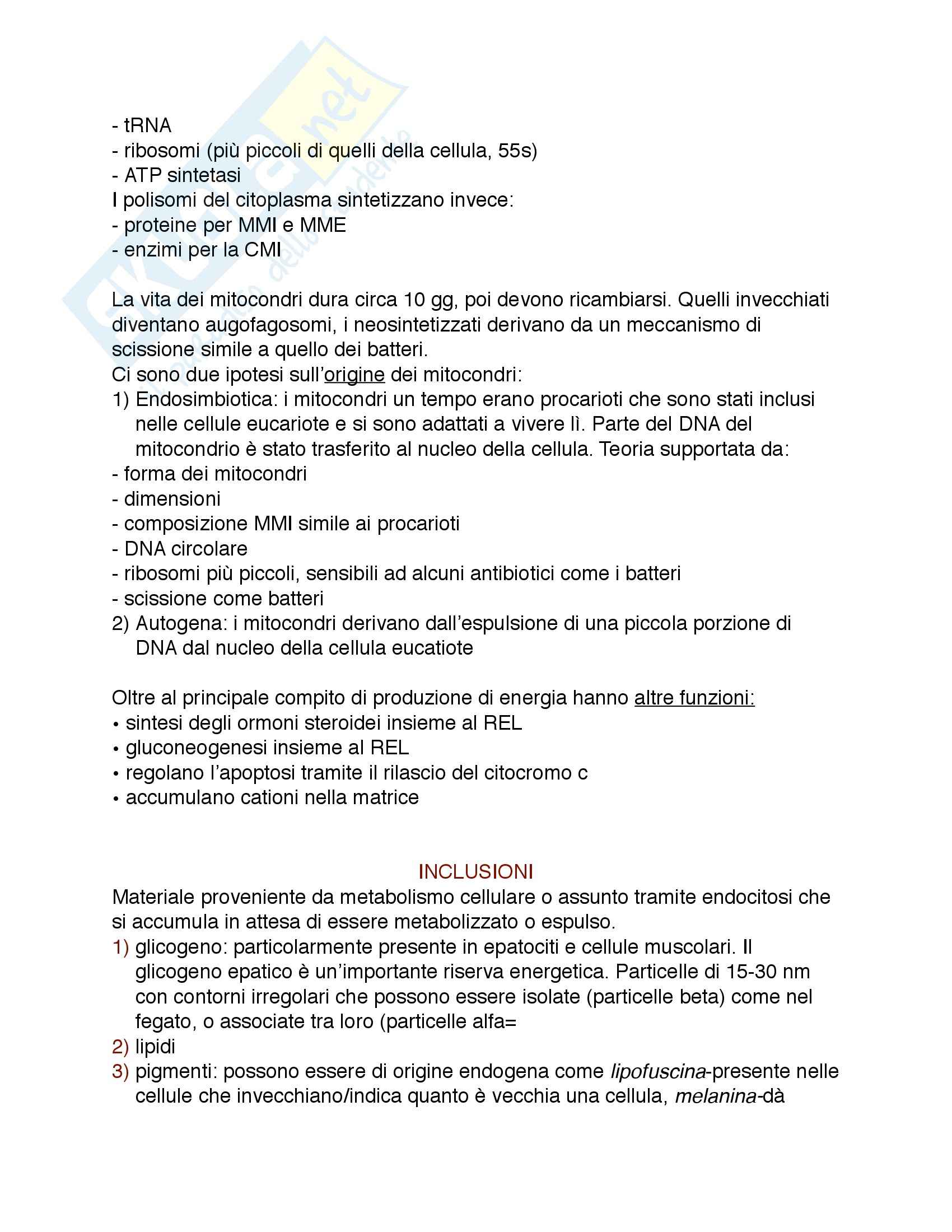Riassunto esame Istologia, prof. Procacci, libro consigliato Istologia, Monesi Pag. 11
