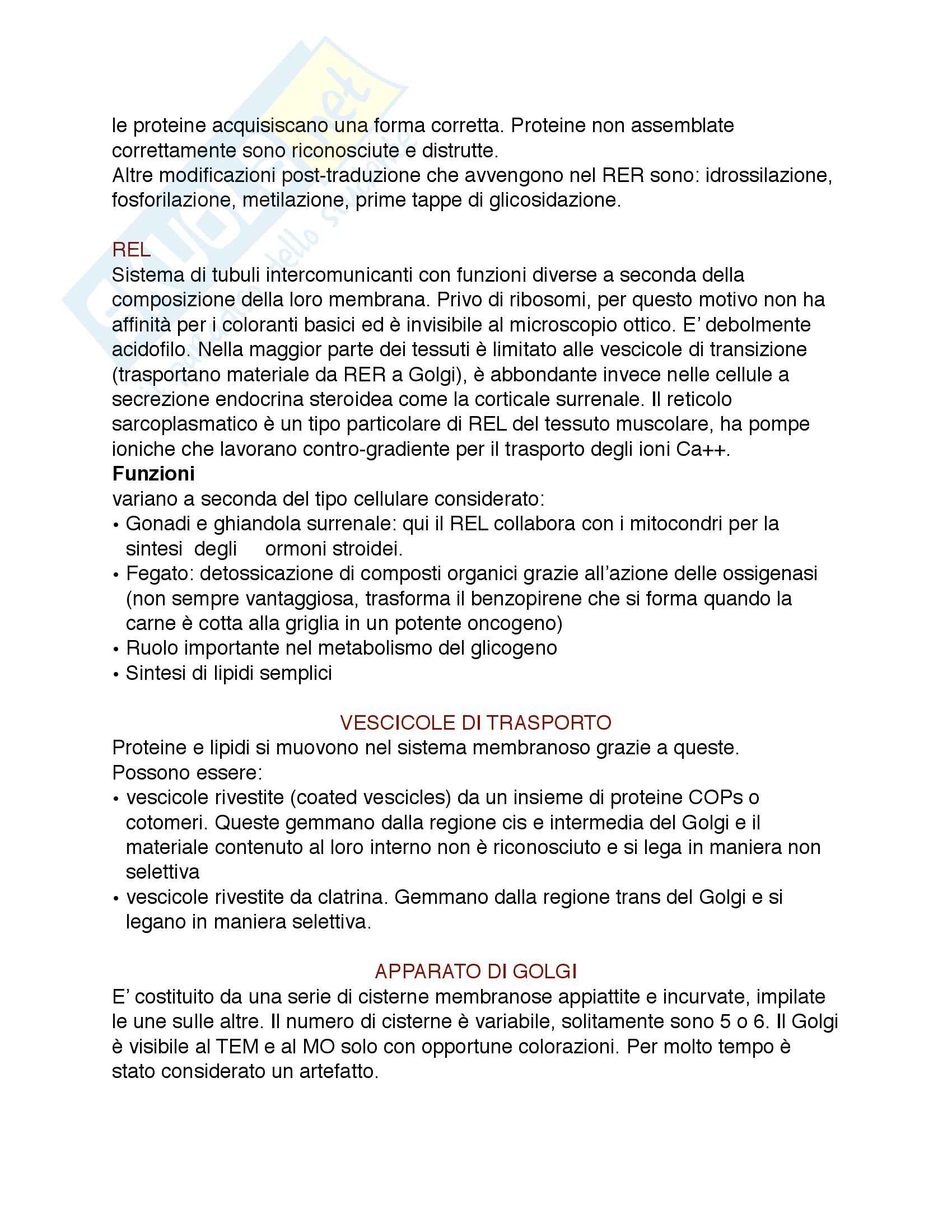 Riassunto esame Istologia, prof. Procacci, libro consigliato Istologia, Monesi Pag. 6