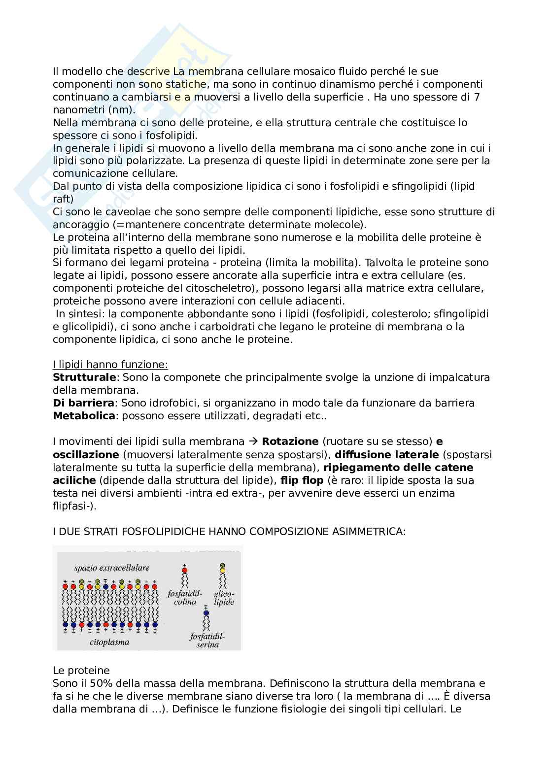 Fisiologia Pag. 2