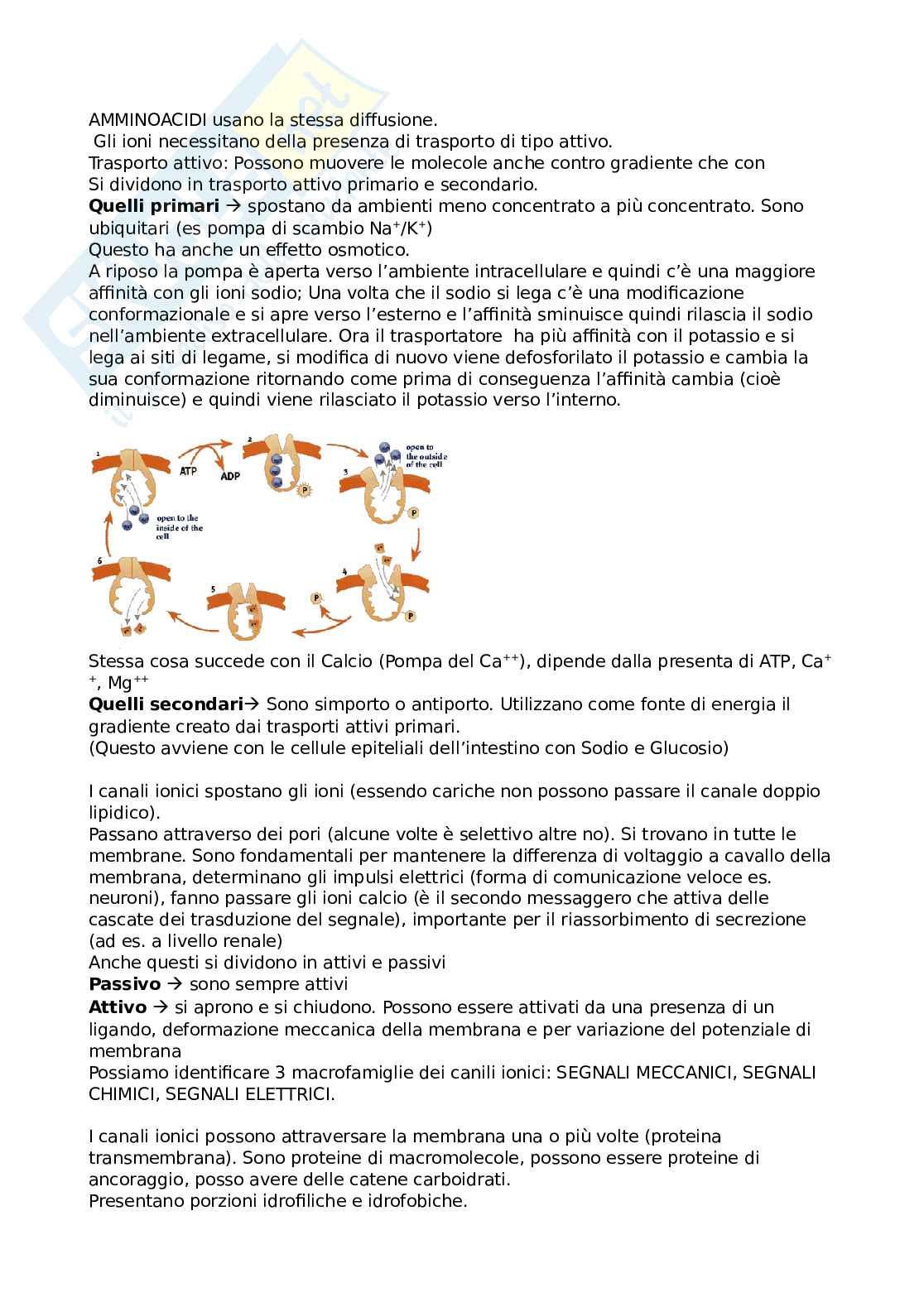 Fisiologia Pag. 6