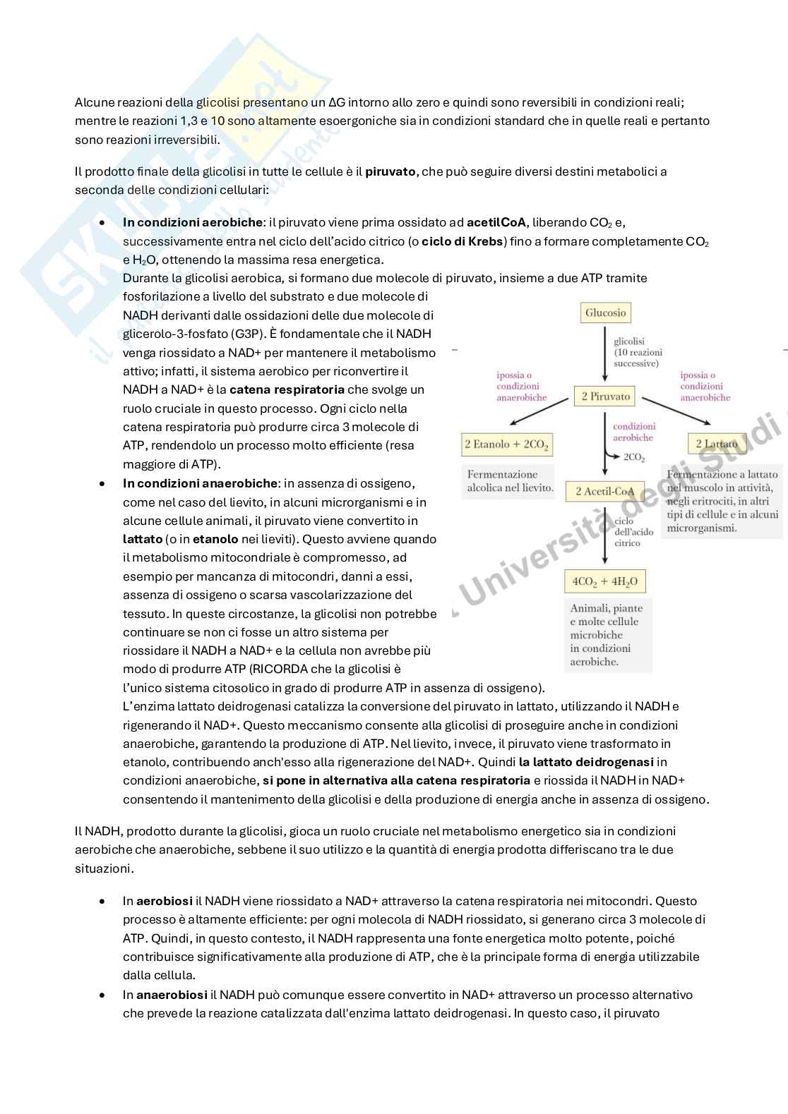 Appunti di Biochimica metabolica e funzionale sulla glicolisi Pag. 2