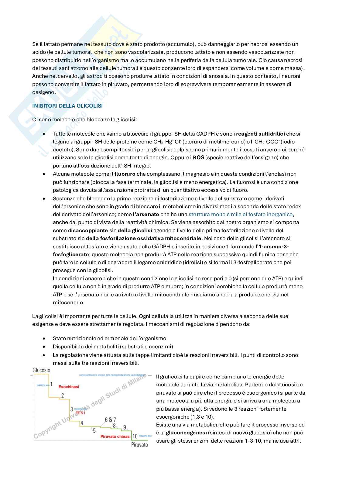 Appunti di Biochimica metabolica e funzionale sulla glicolisi Pag. 6