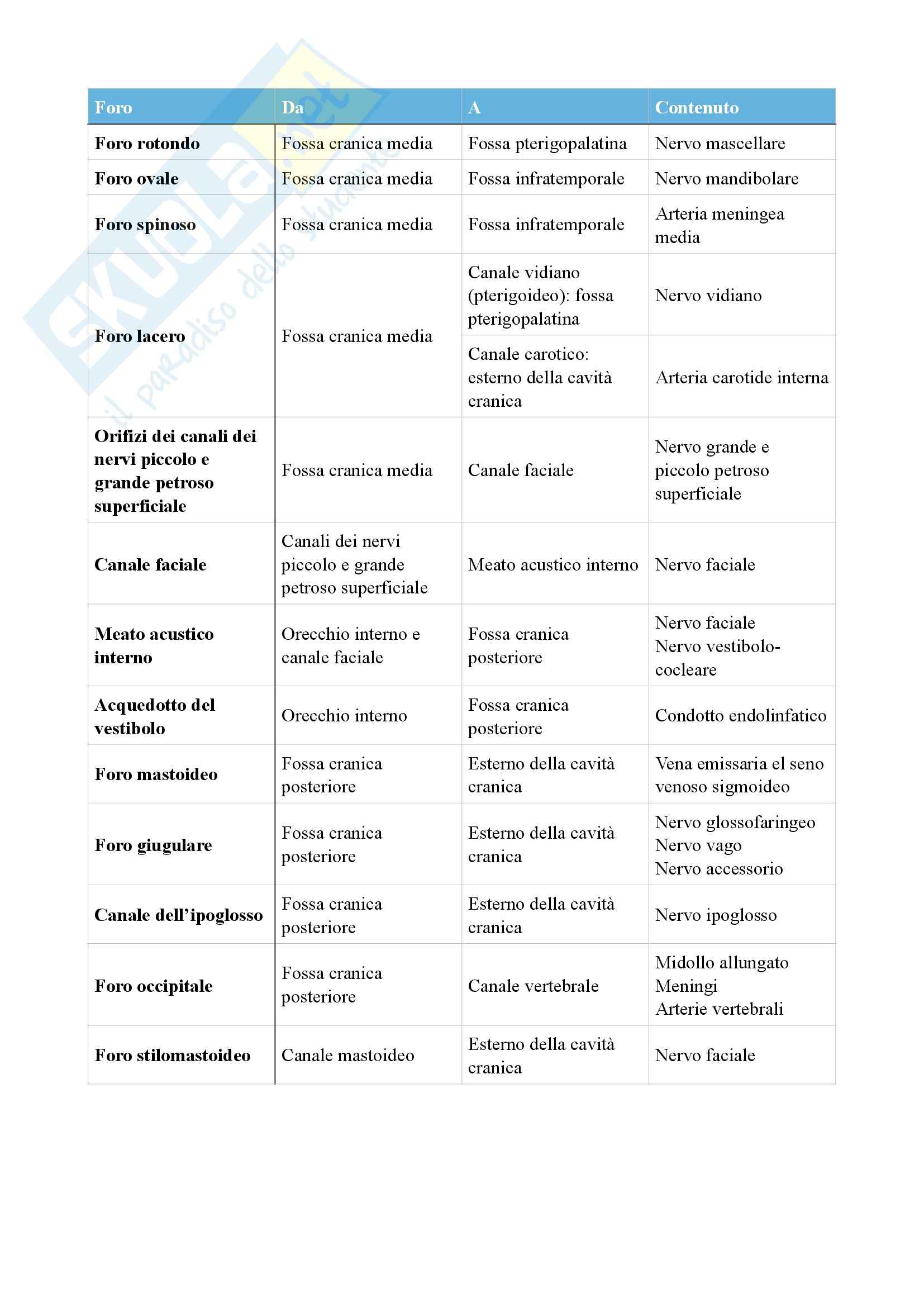 Anatomia umana - schema cranio: cavità, fosse, fori Pag. 6