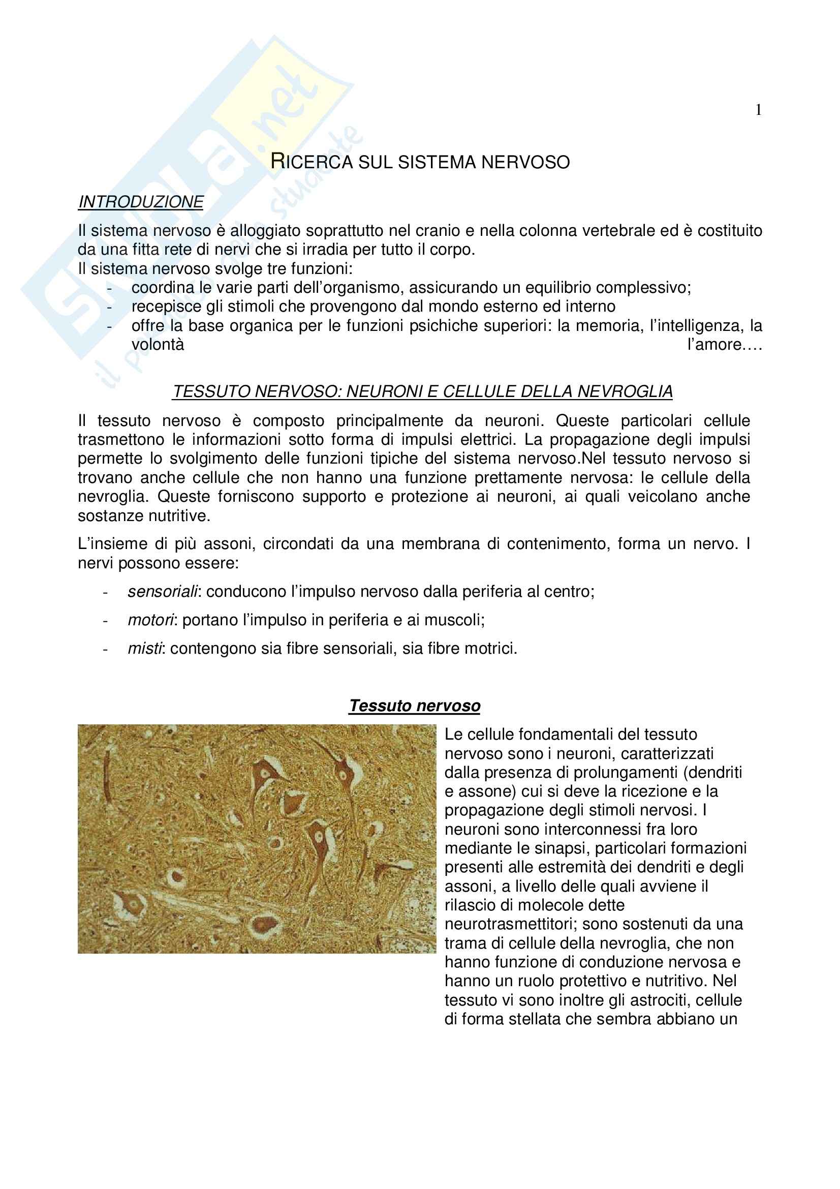 Fisiologia del sistema nervoso - il sistema nervoso Pag. 1