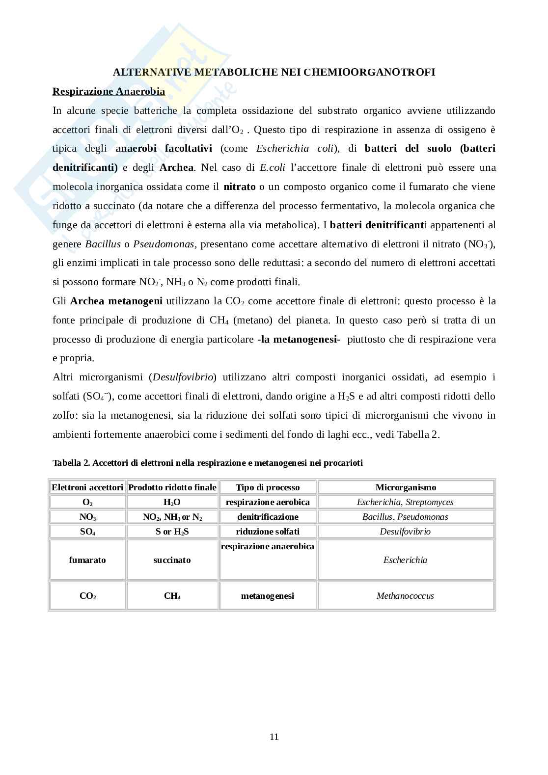 Metabolismo microbiota  Pag. 11