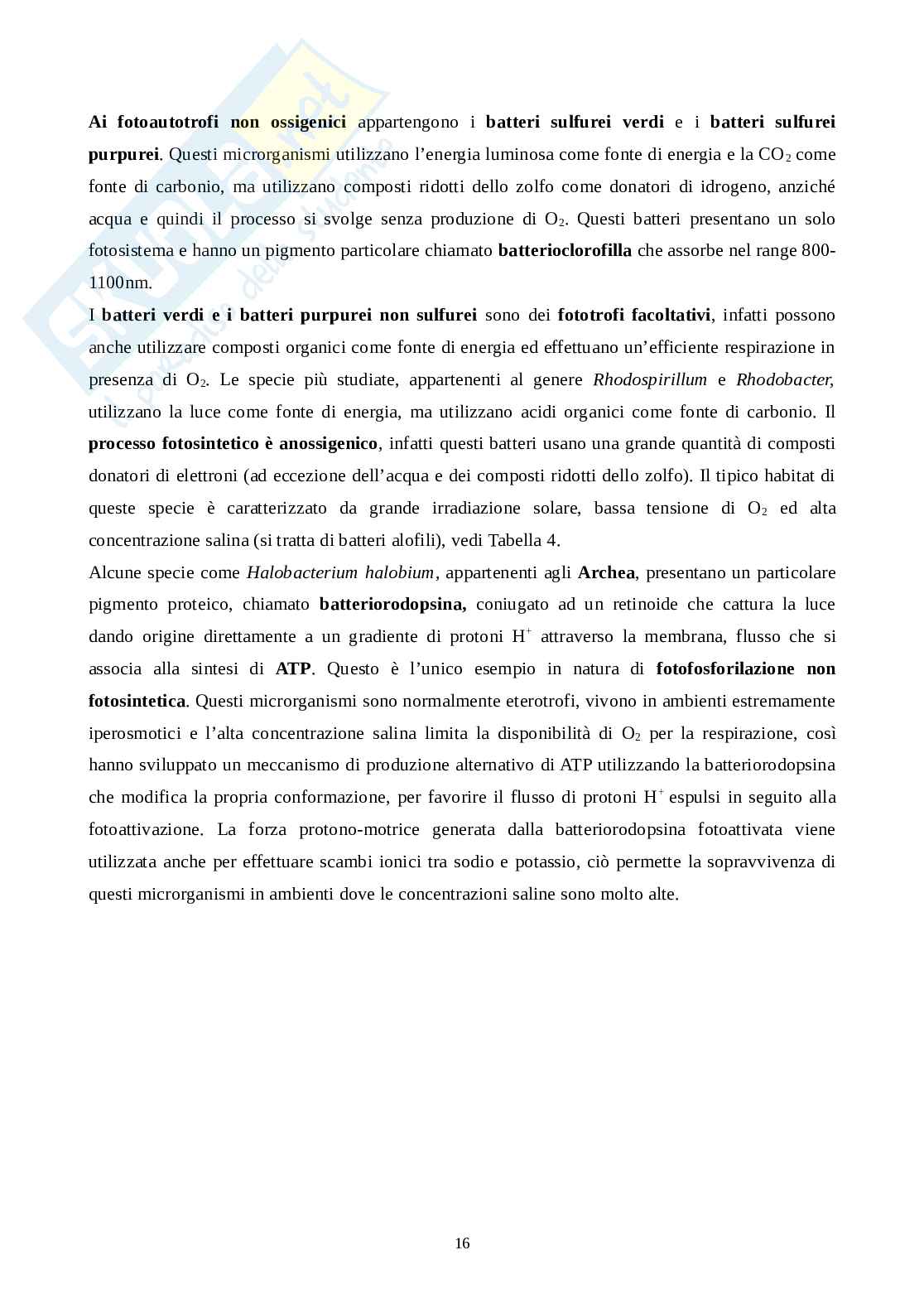 Metabolismo microbiota  Pag. 16