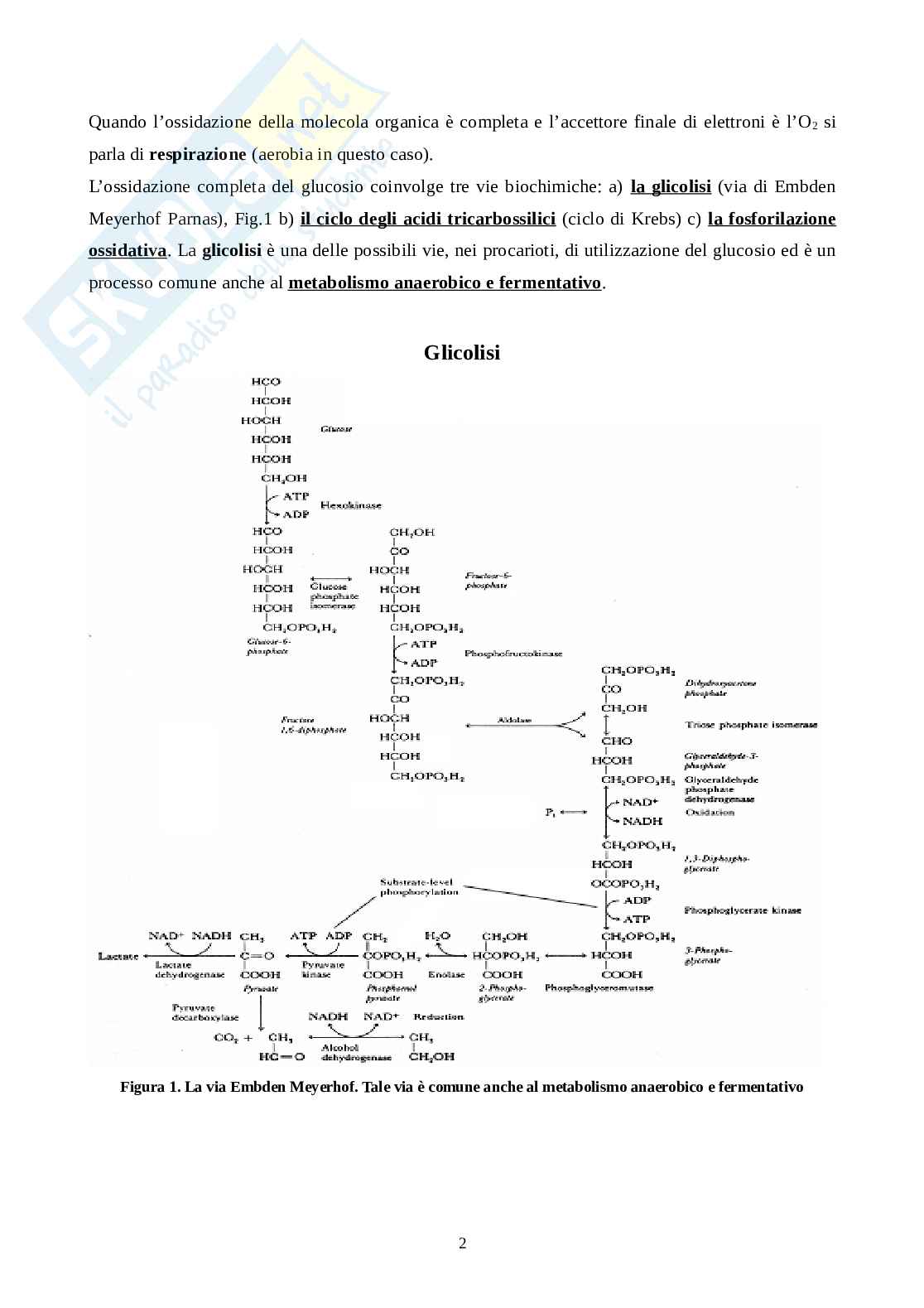 Metabolismo microbiota  Pag. 2