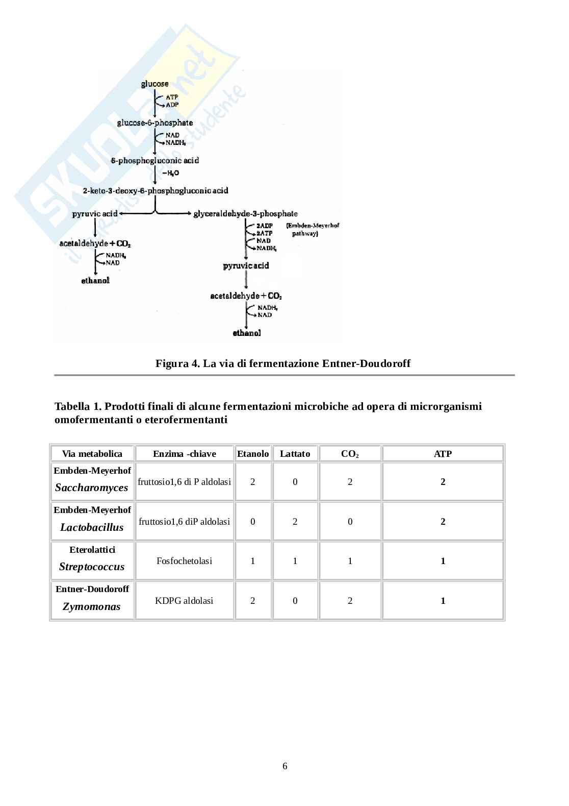 Metabolismo microbiota  Pag. 6