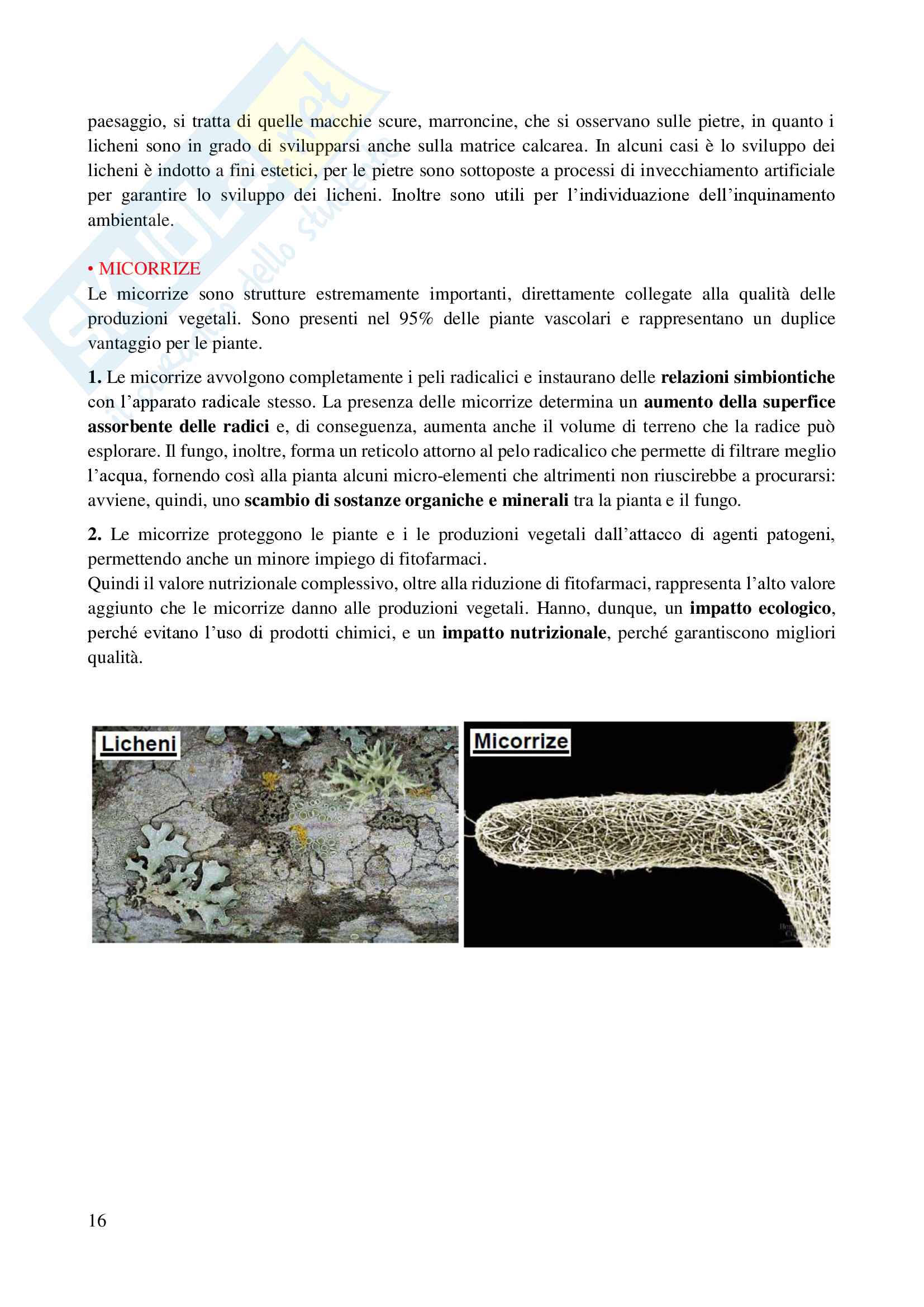 il regno dei funghi: appunti di micologia Pag. 16