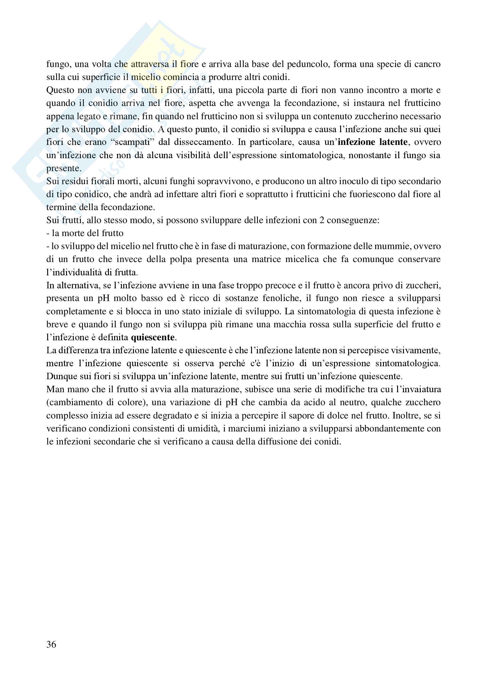 il regno dei funghi: appunti di micologia Pag. 36
