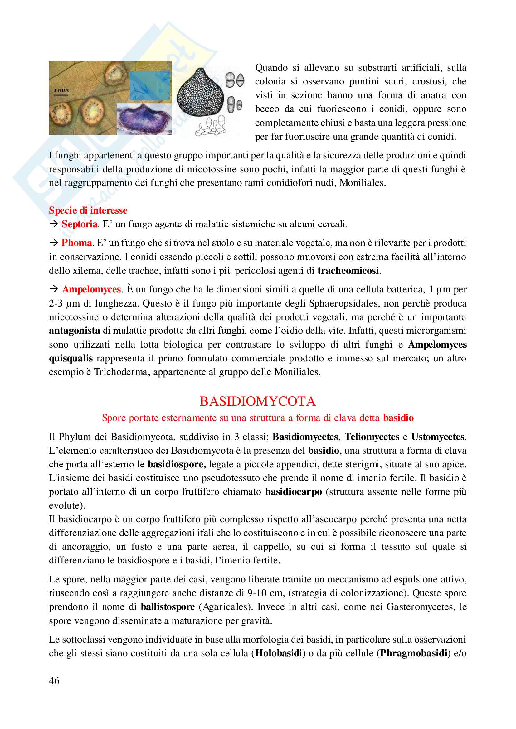 il regno dei funghi: appunti di micologia Pag. 46