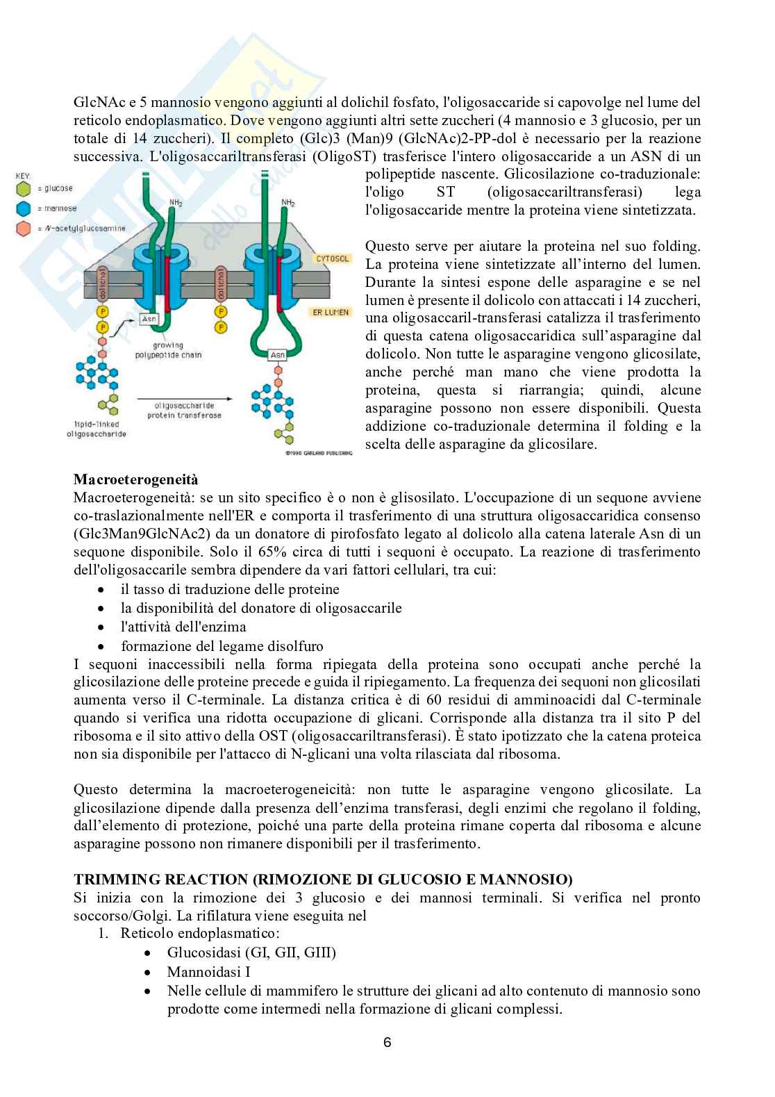 Biotecnologie delle cellule staminali Pag. 6