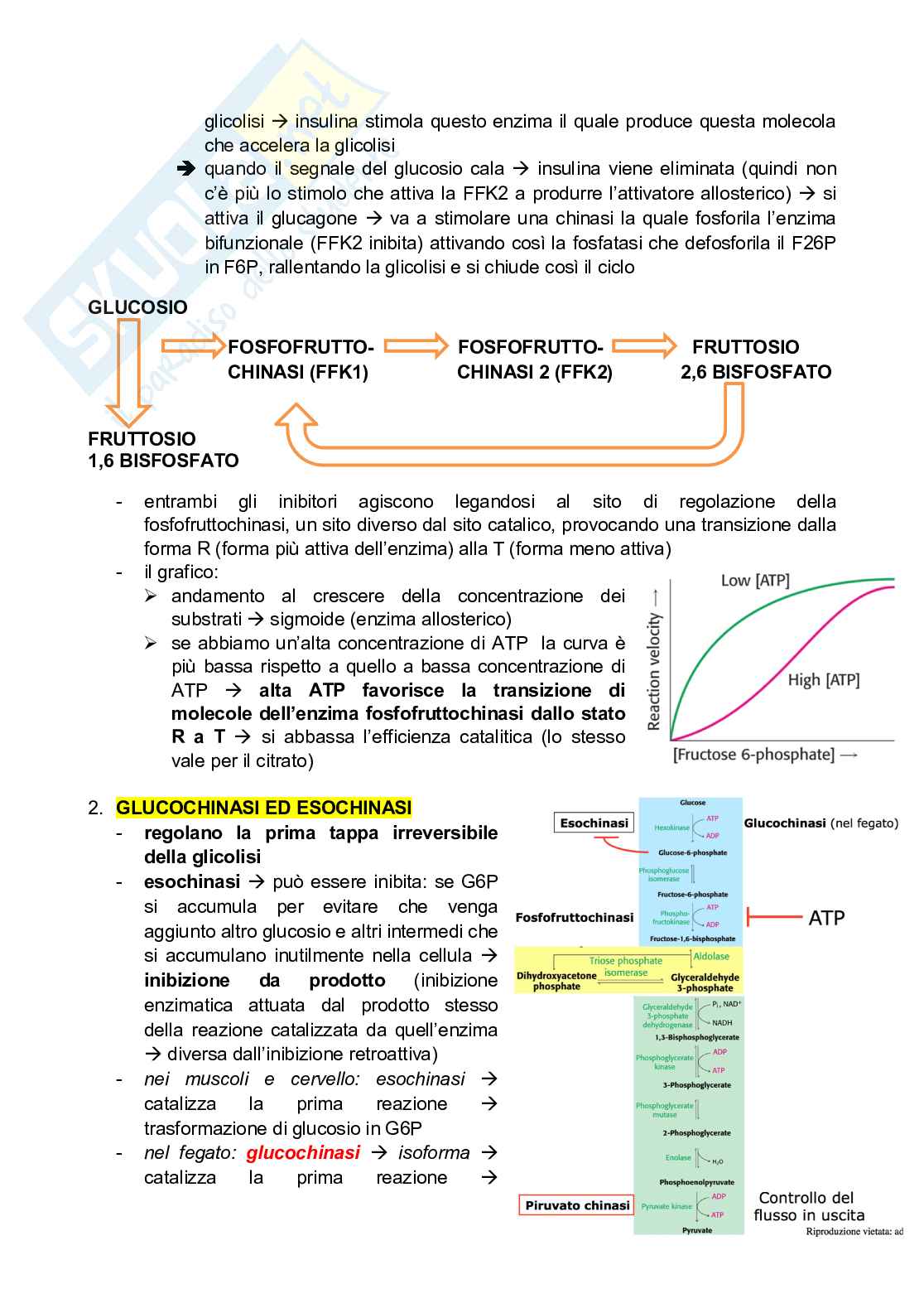 Appunti - schema - Riassunto: biochimica metabolica Pag. 16