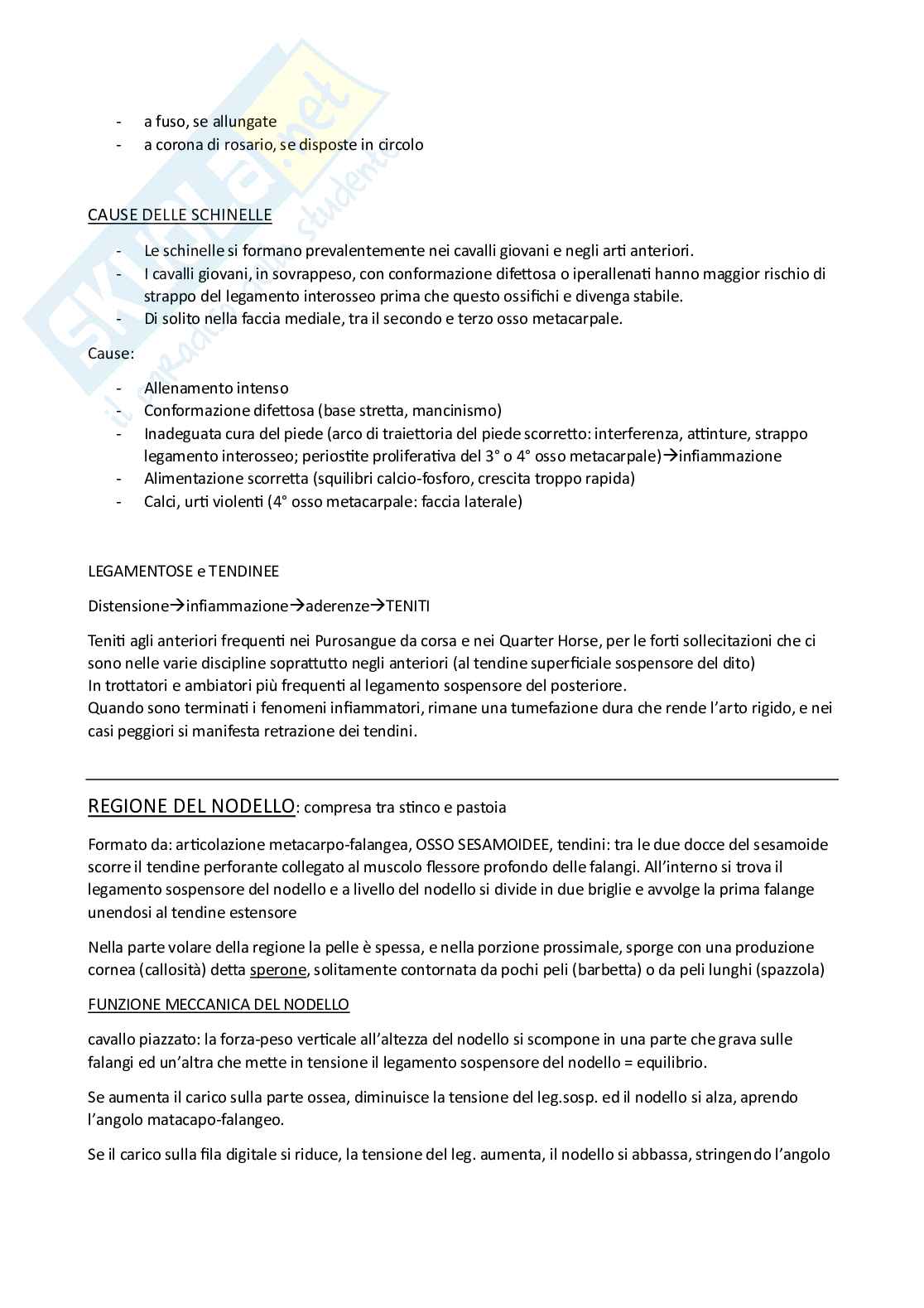 Zootecnica speciale cavallo Pag. 26