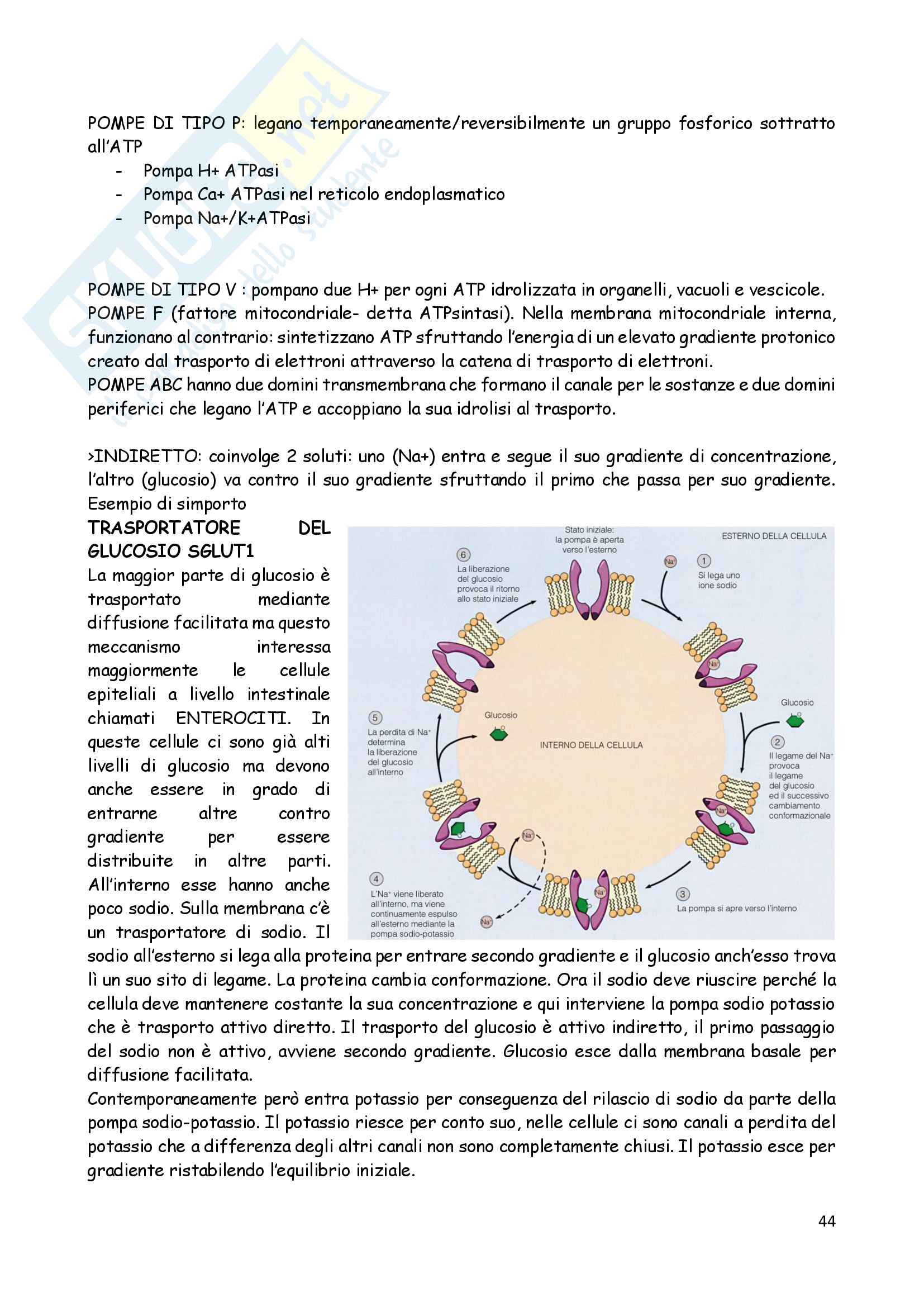 Biologia animale 2 Pag. 16