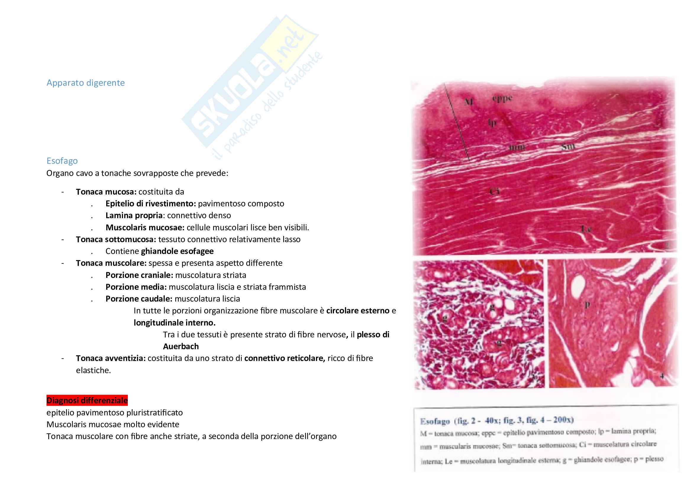Riassunto esame Anatomia microscopica, prof. Stacchiotti Alessandra Pag. 2