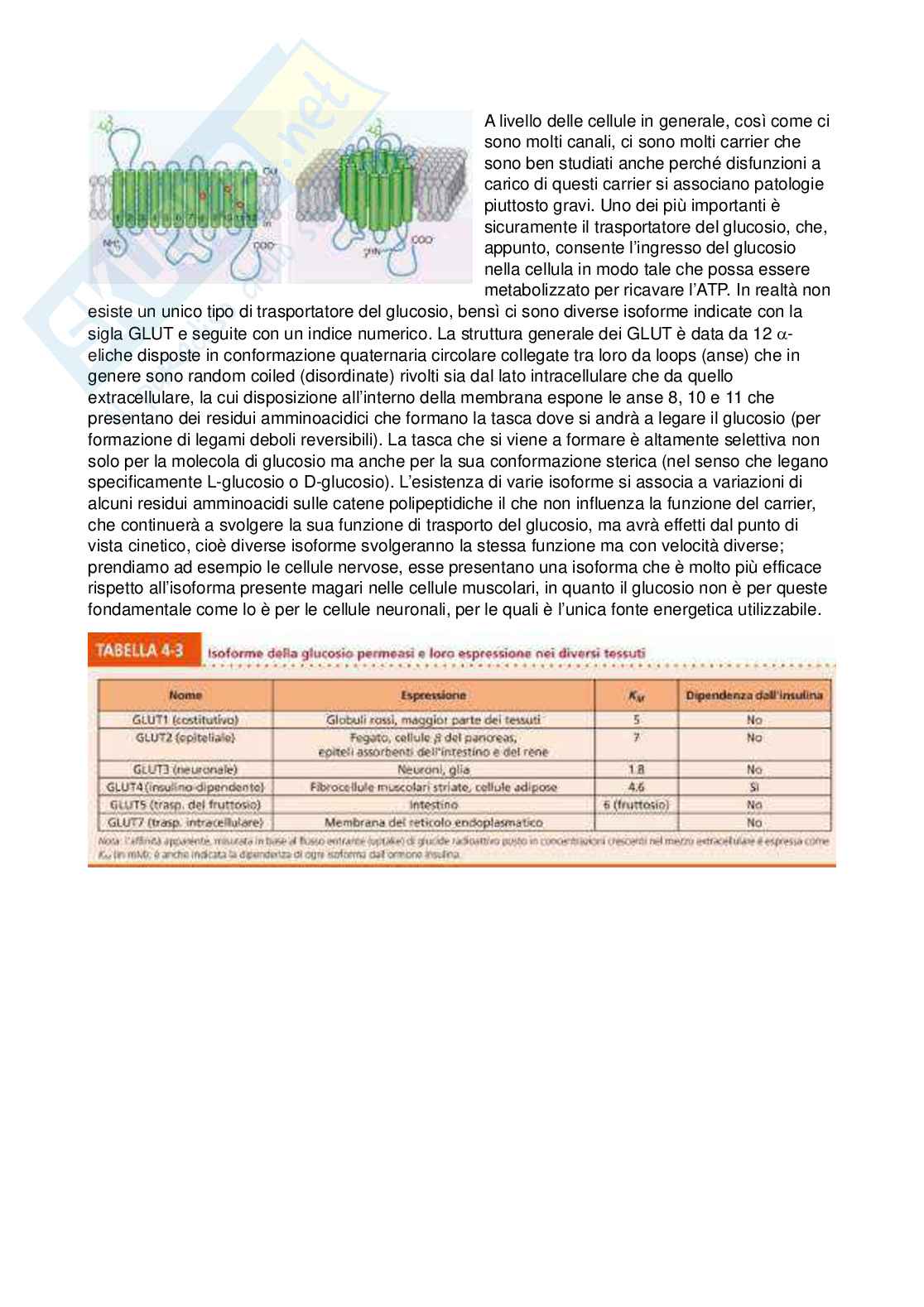 Fisiologia - Prima parte  Pag. 21