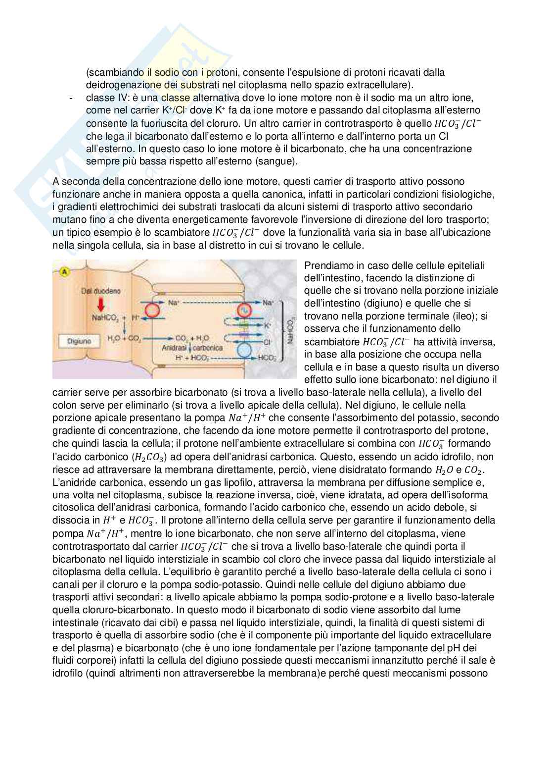 Fisiologia - Prima parte  Pag. 26