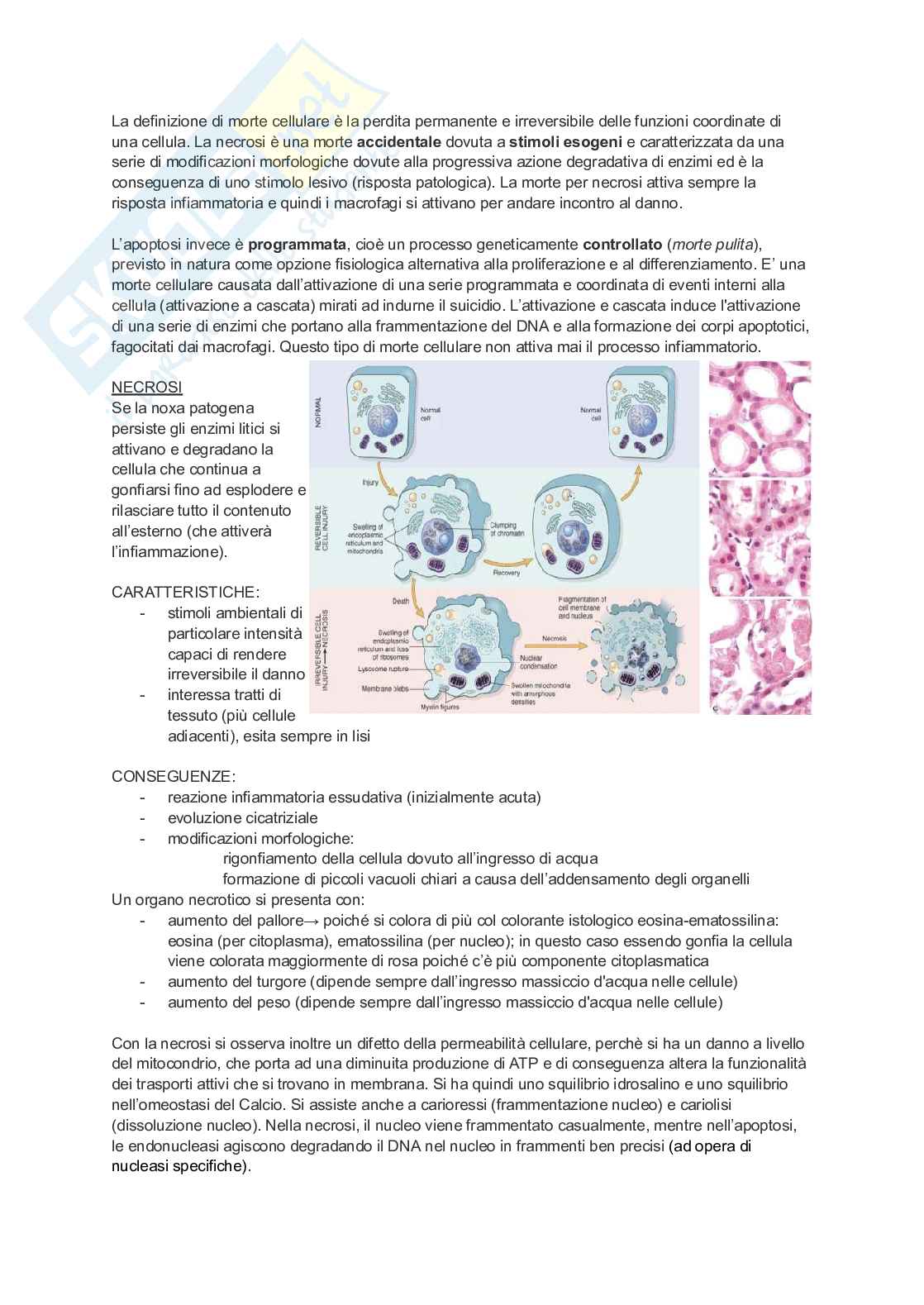 Appunti di Patologia generale Pag. 16