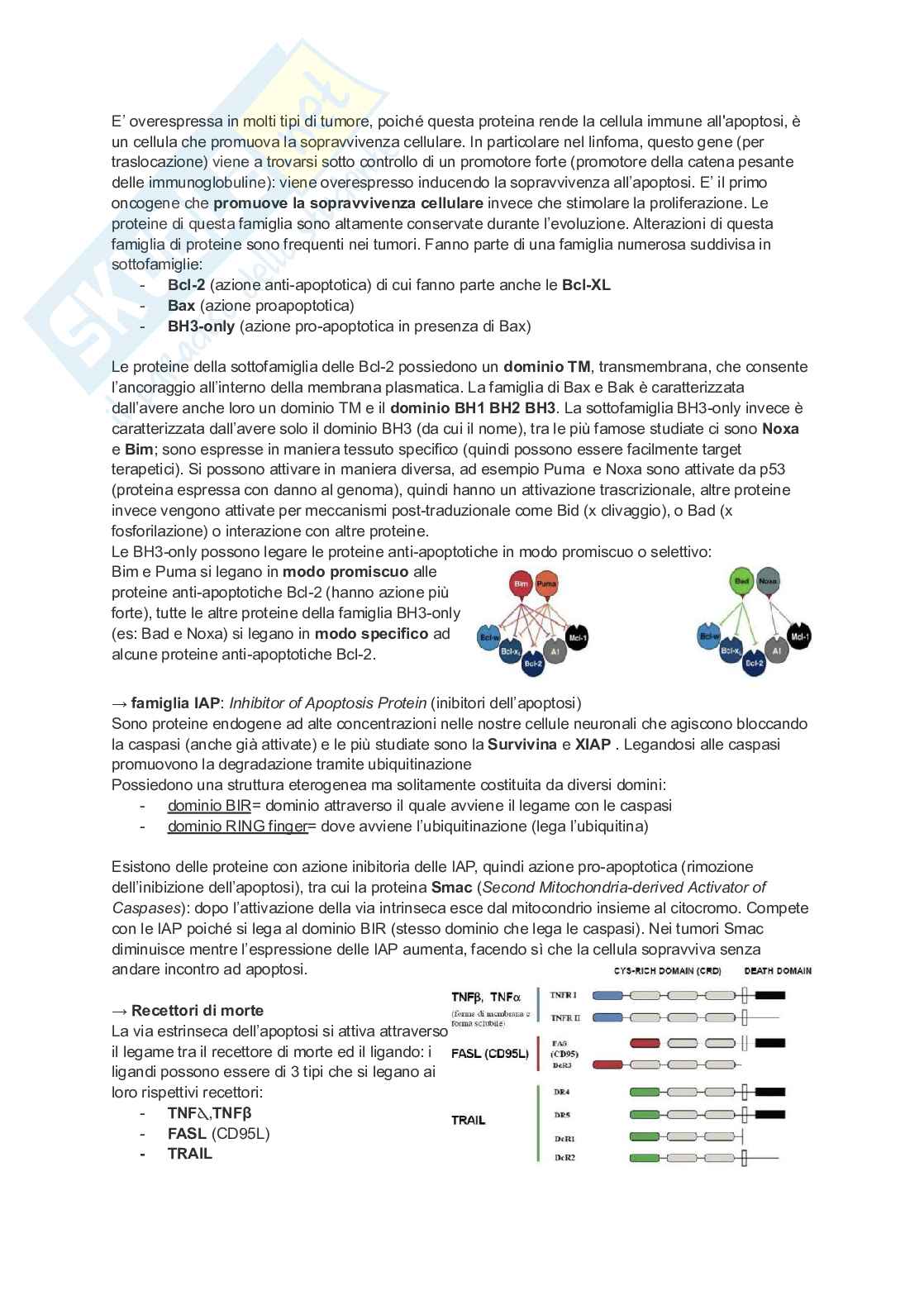 Appunti di Patologia generale Pag. 21
