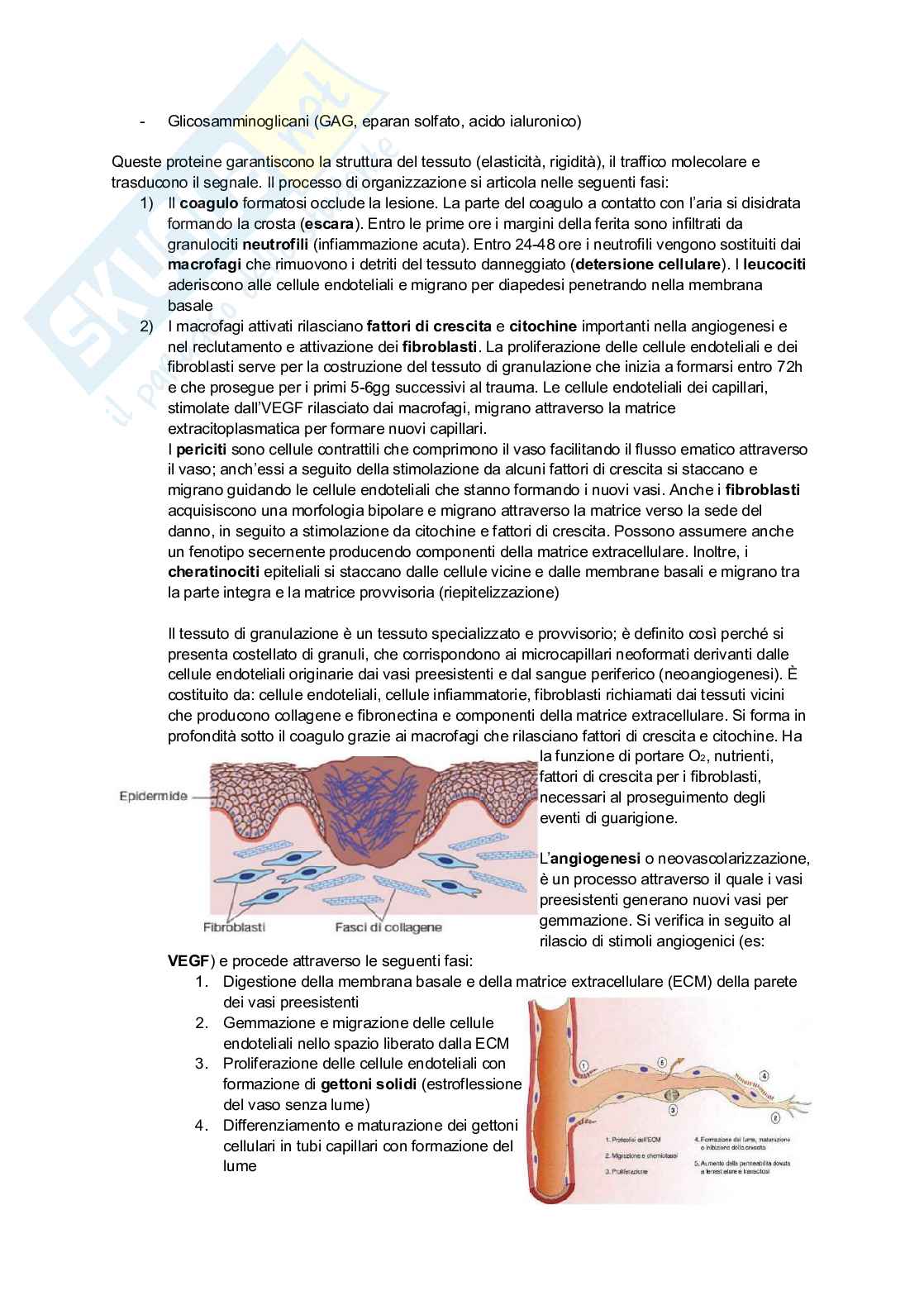 Appunti di Patologia generale Pag. 36
