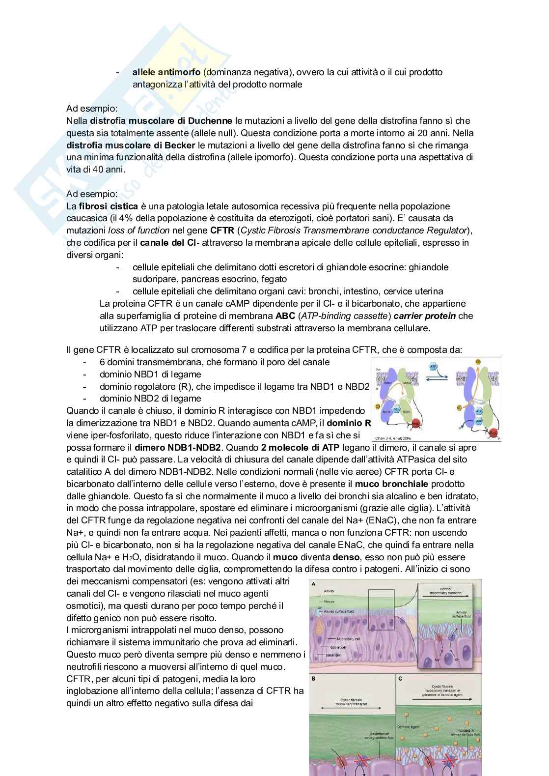 Appunti di Patologia generale Pag. 51