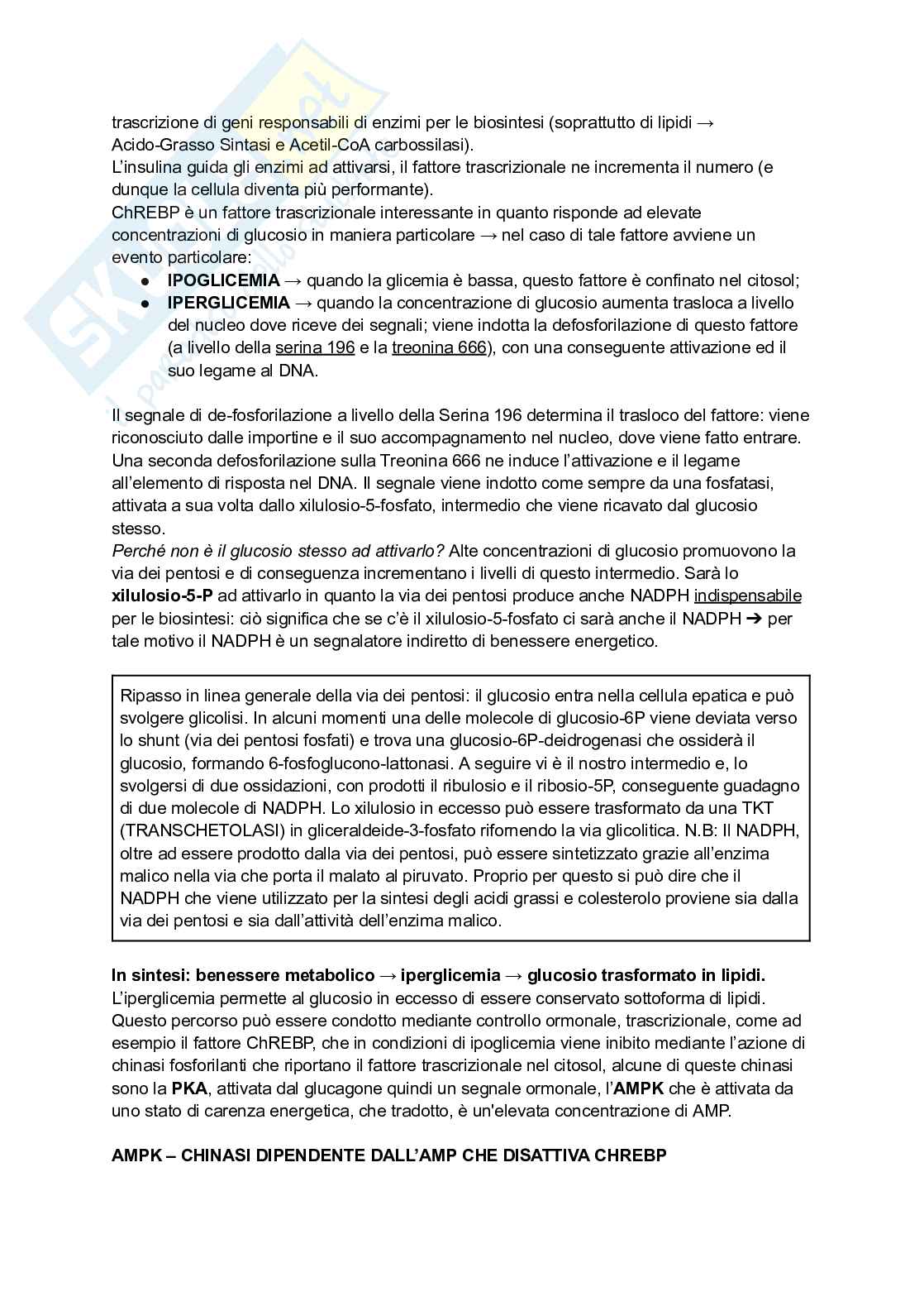 Appunti di Biochimica - metabolismo e regolazione   Pag. 11
