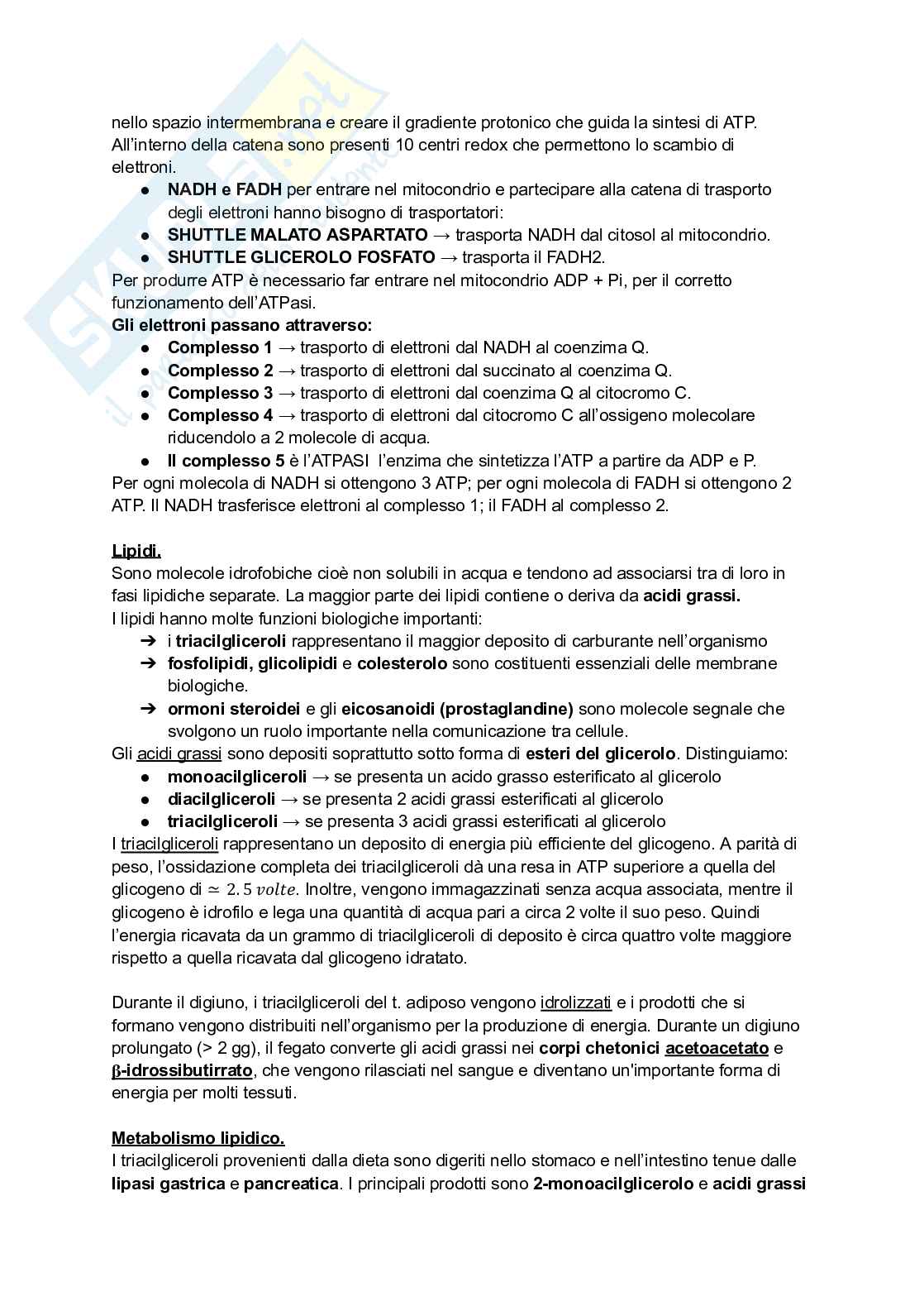 Appunti di Biochimica - metabolismo e regolazione   Pag. 16