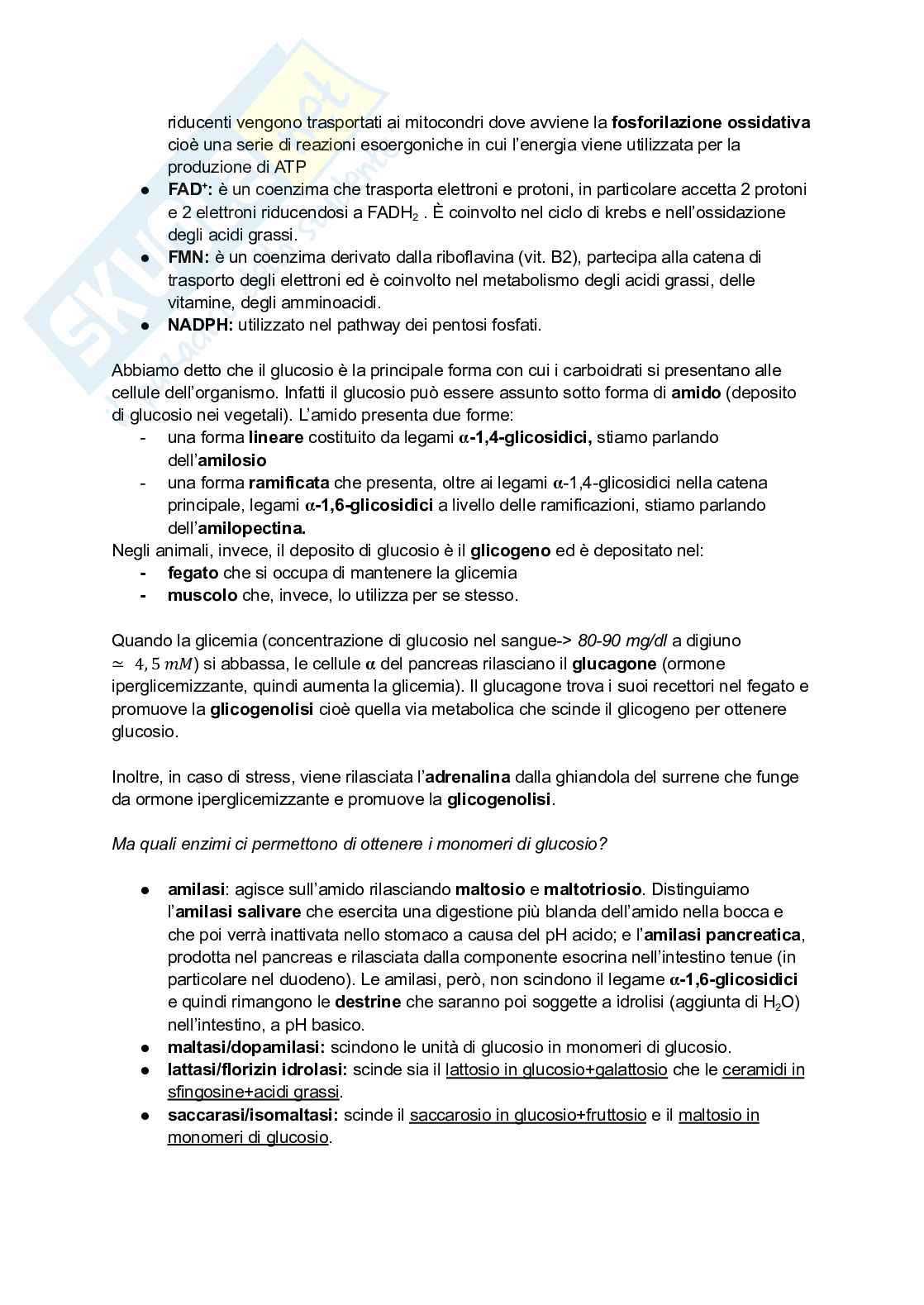 Appunti di Biochimica - metabolismo e regolazione   Pag. 2