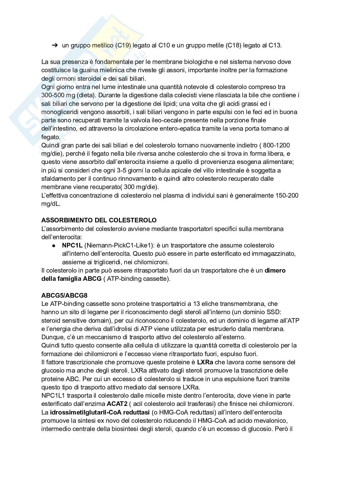 Appunti di Biochimica - metabolismo e regolazione   Pag. 21