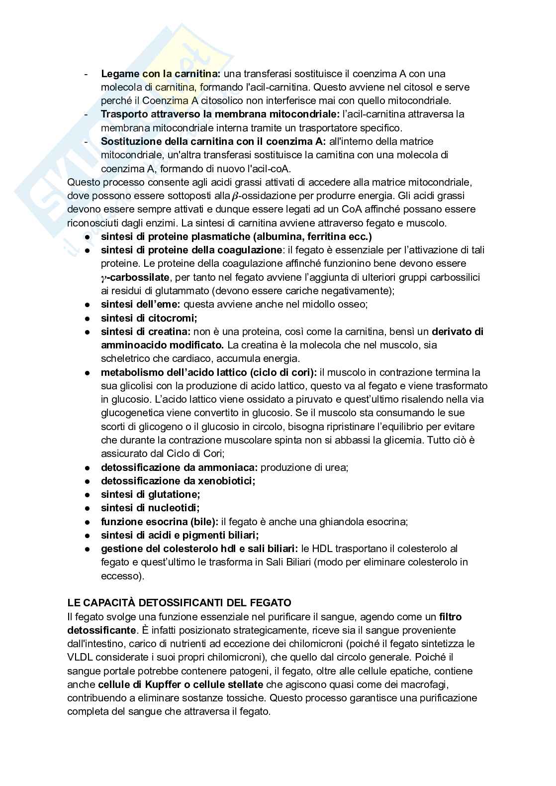 Appunti di Biochimica - metabolismo e regolazione   Pag. 36