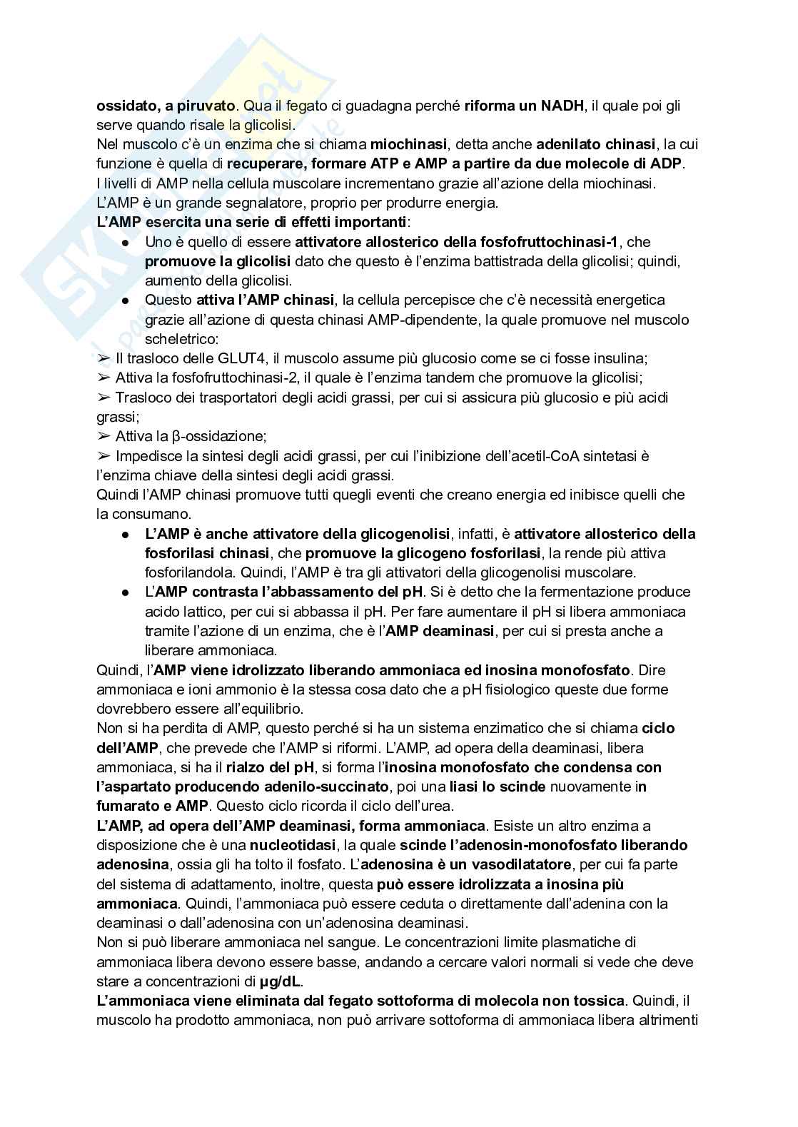 Appunti di Biochimica - metabolismo e regolazione   Pag. 51