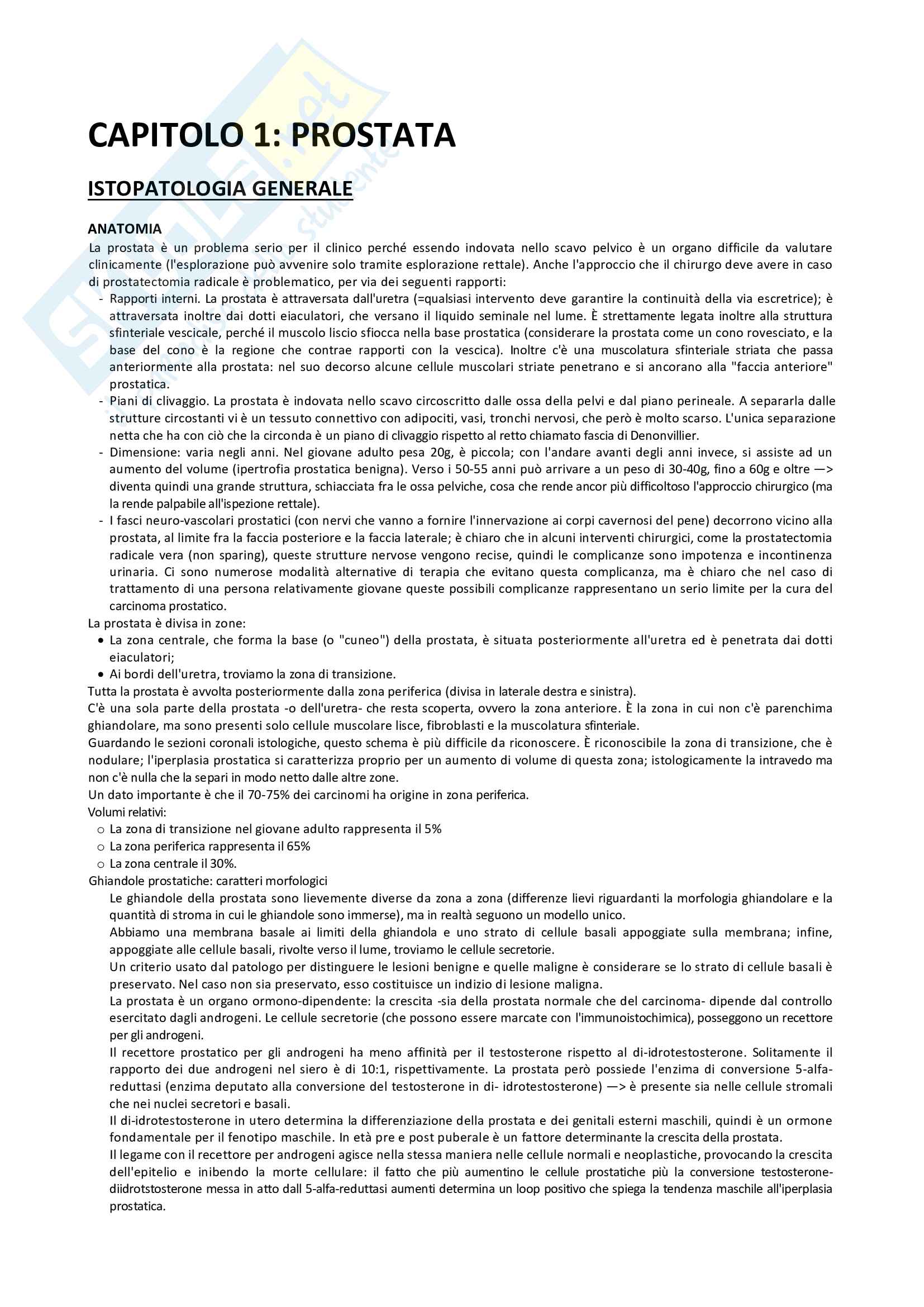 Gonadi maschili Pag. 2
